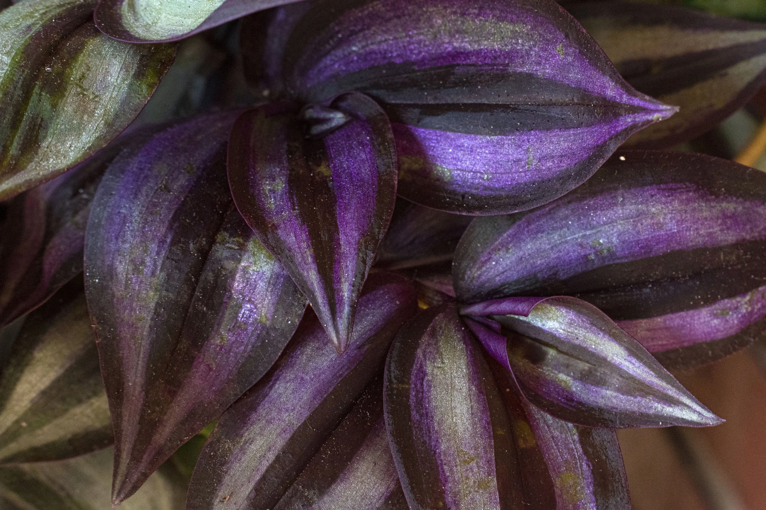 Close-up of purple and green leaves with a shimmering, iridescent quality.