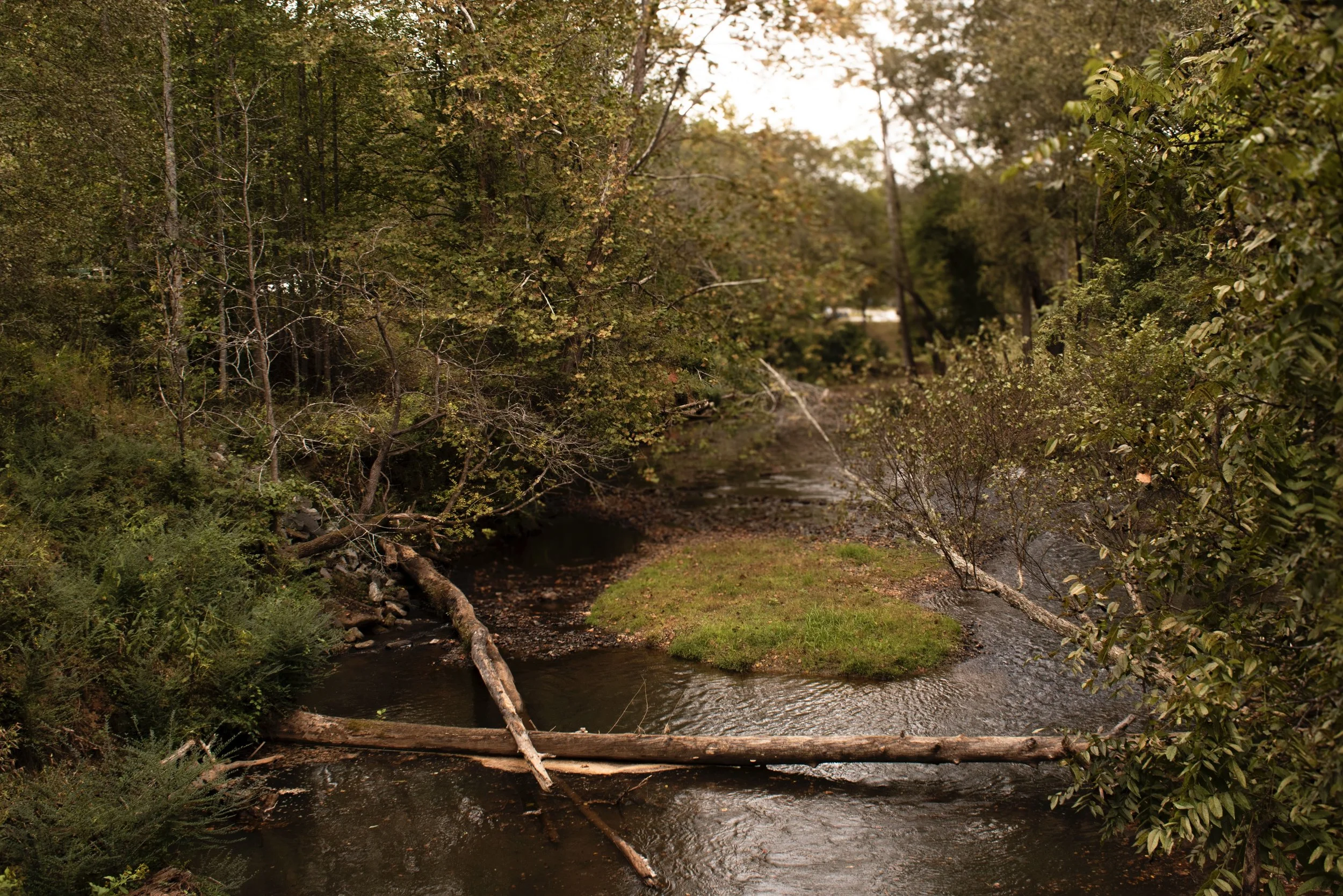 A small river or creek flowing through a forested area with trees on both sides and a fallen branch crossing the water.