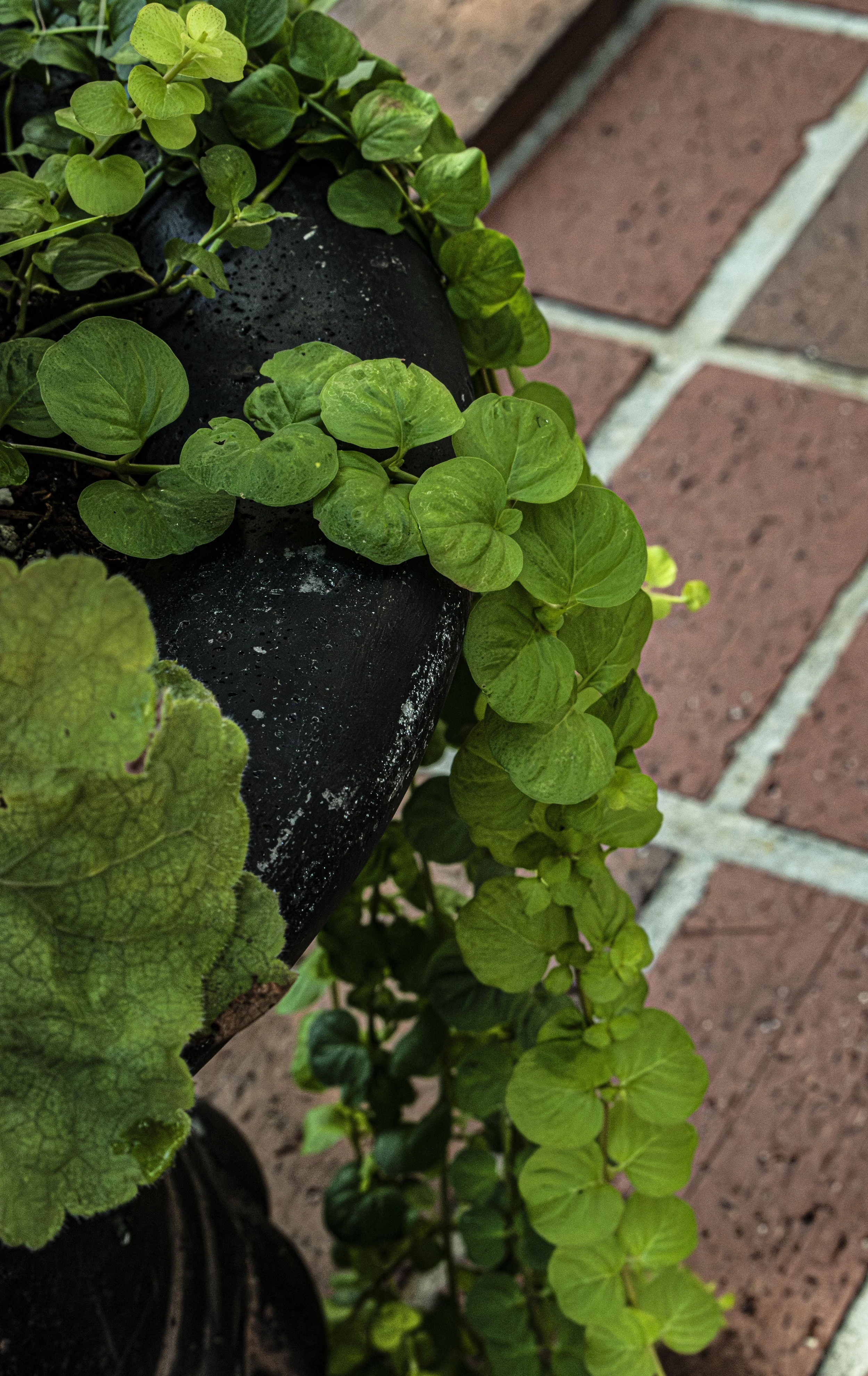 Close-up of a black flowerpot with green ivy and other leafy plants, placed on brick pavement.