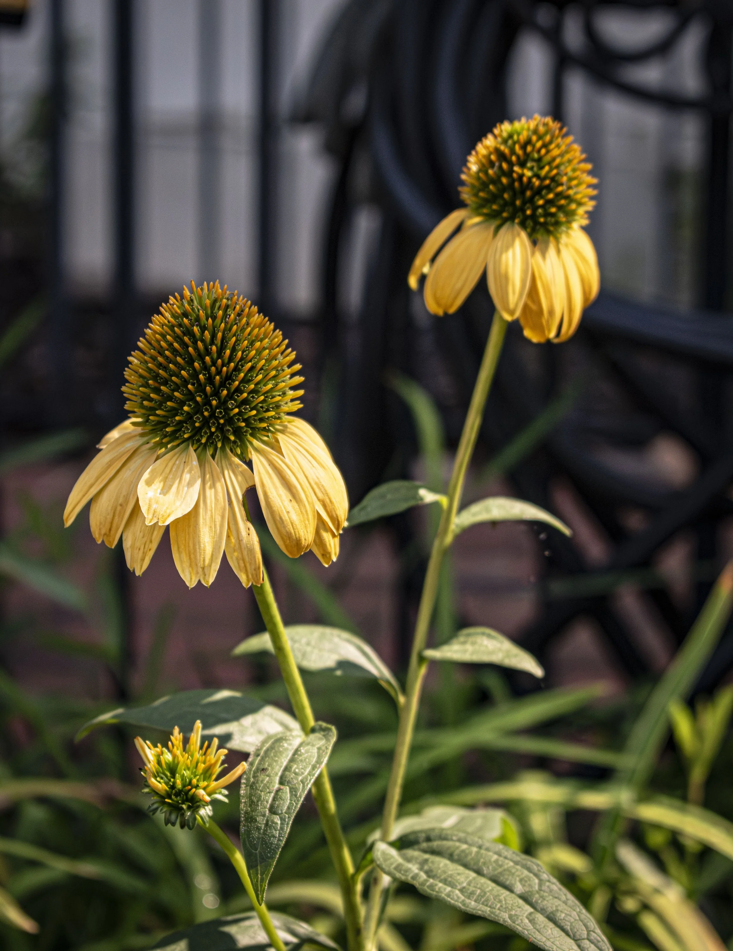 Close-up of yellow coneflower plants with green leaves in a garden.