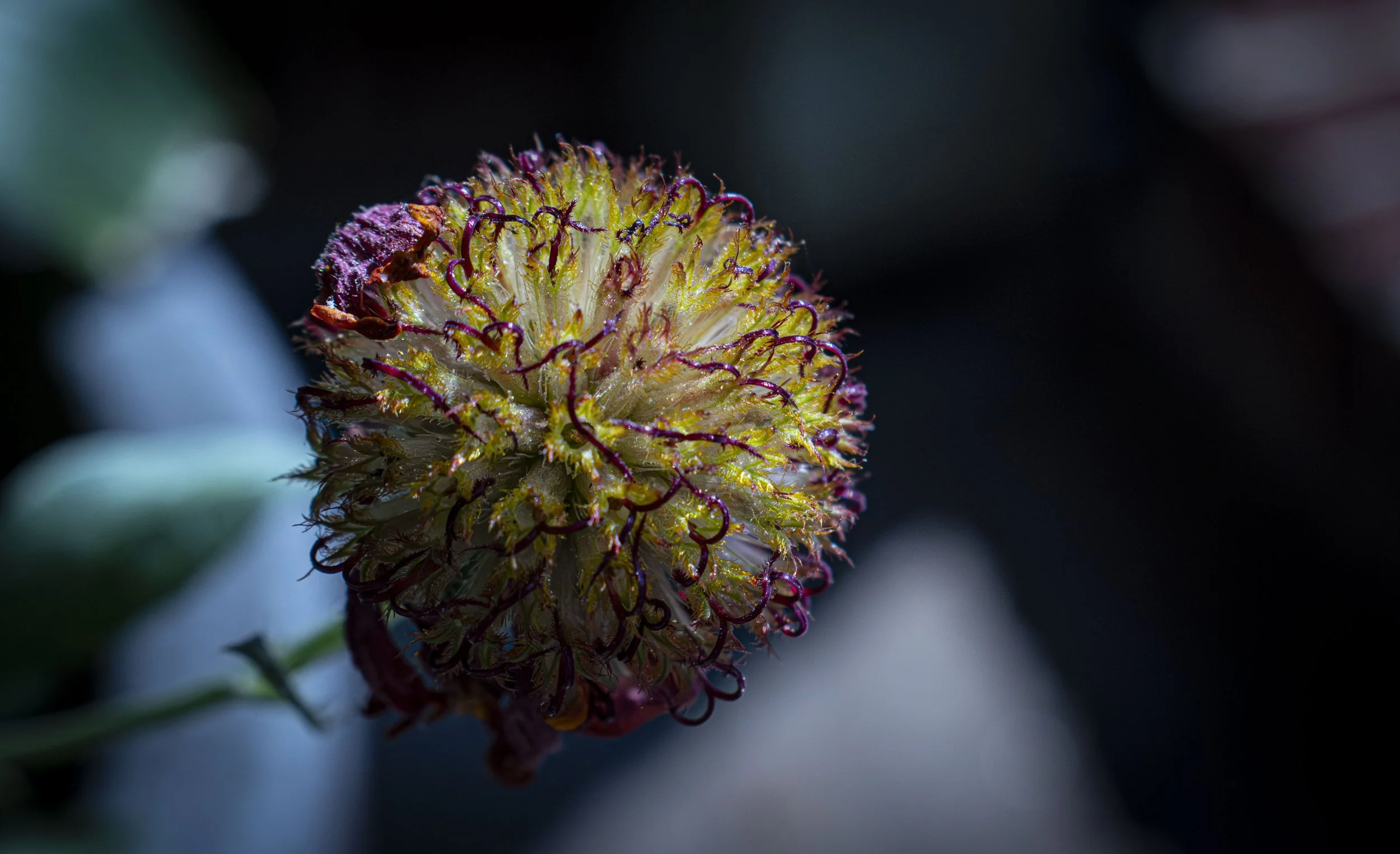 Close-up of a round, yellow-green flower with curly purple-tipped stamens, set against a dark background.