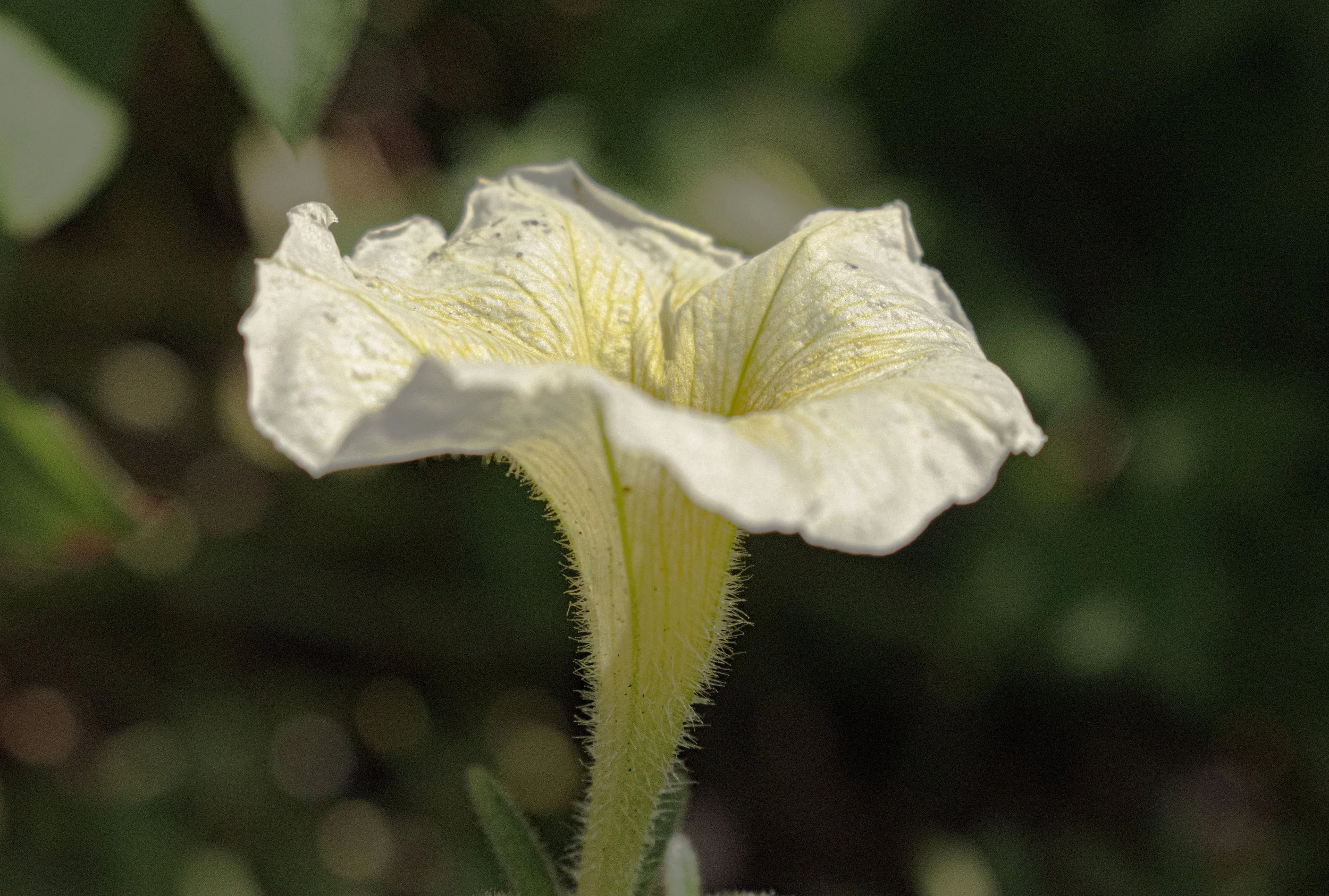 Close-up of a white flower with yellow details, surrounded by blurred green foliage in the background.