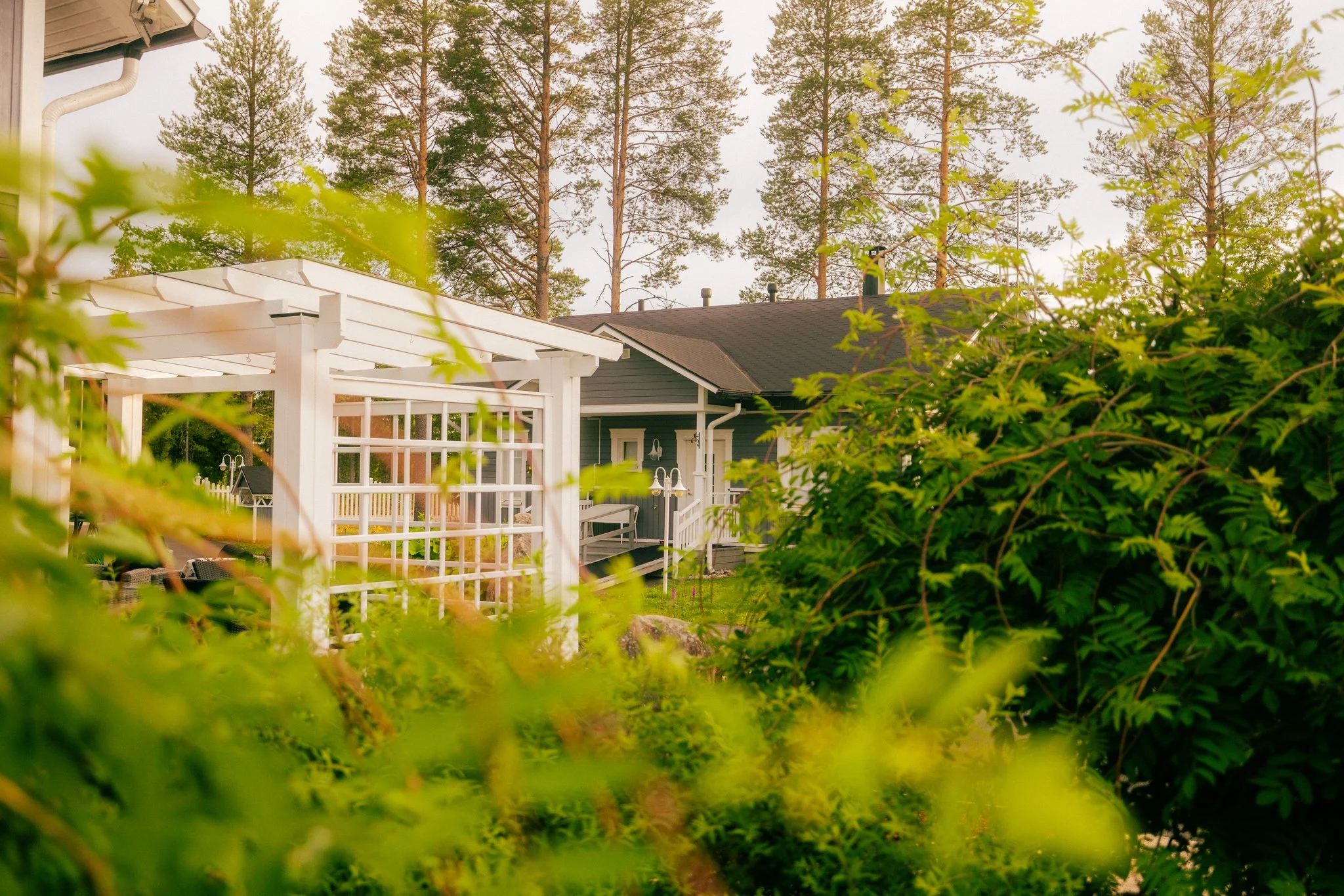 Kuvassa näkyy piha-alue, jossa on valkoinen pergola, talo ja puita taustalla ja etualalla vihreitä kasveja.