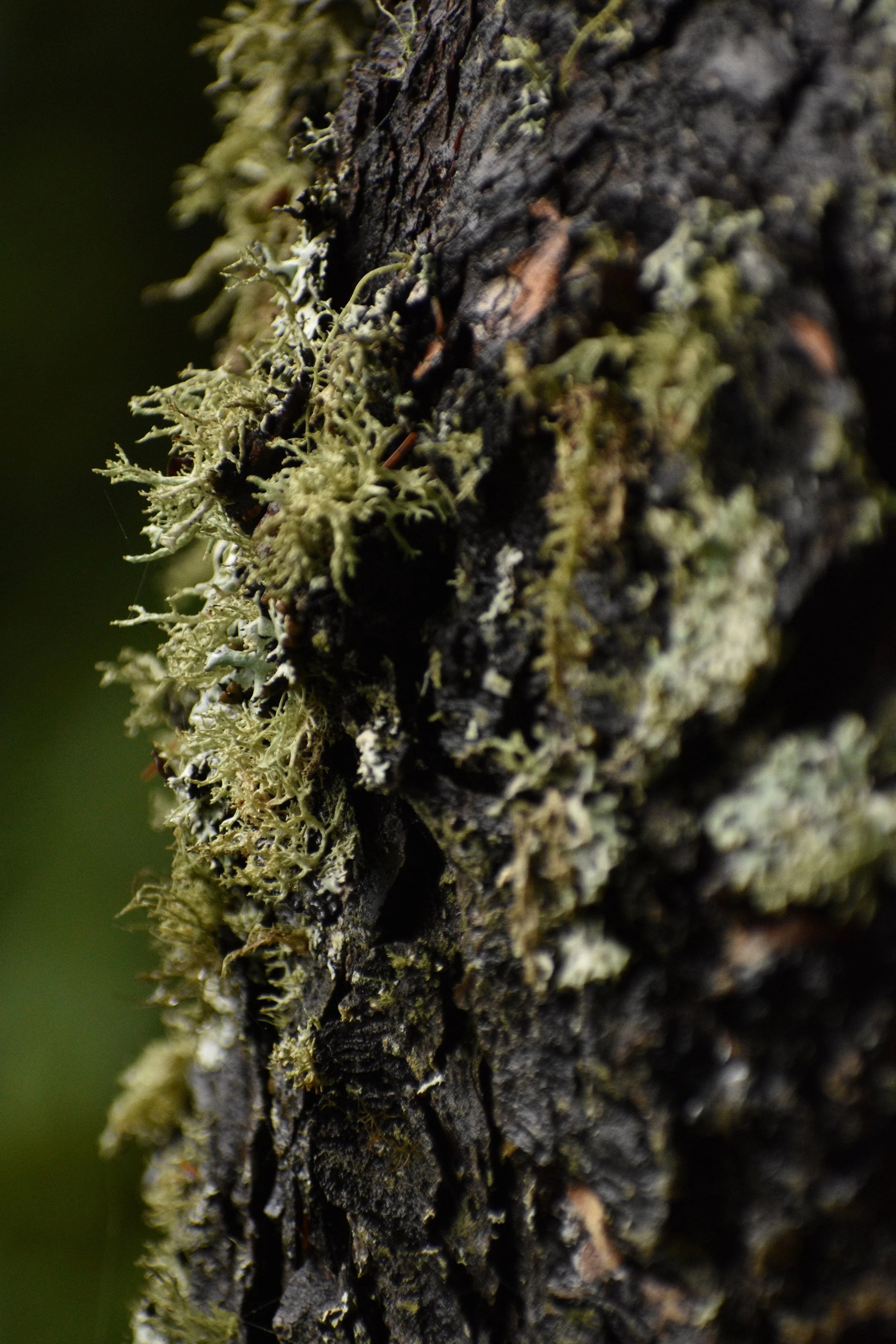 DSC_0115.jpeg