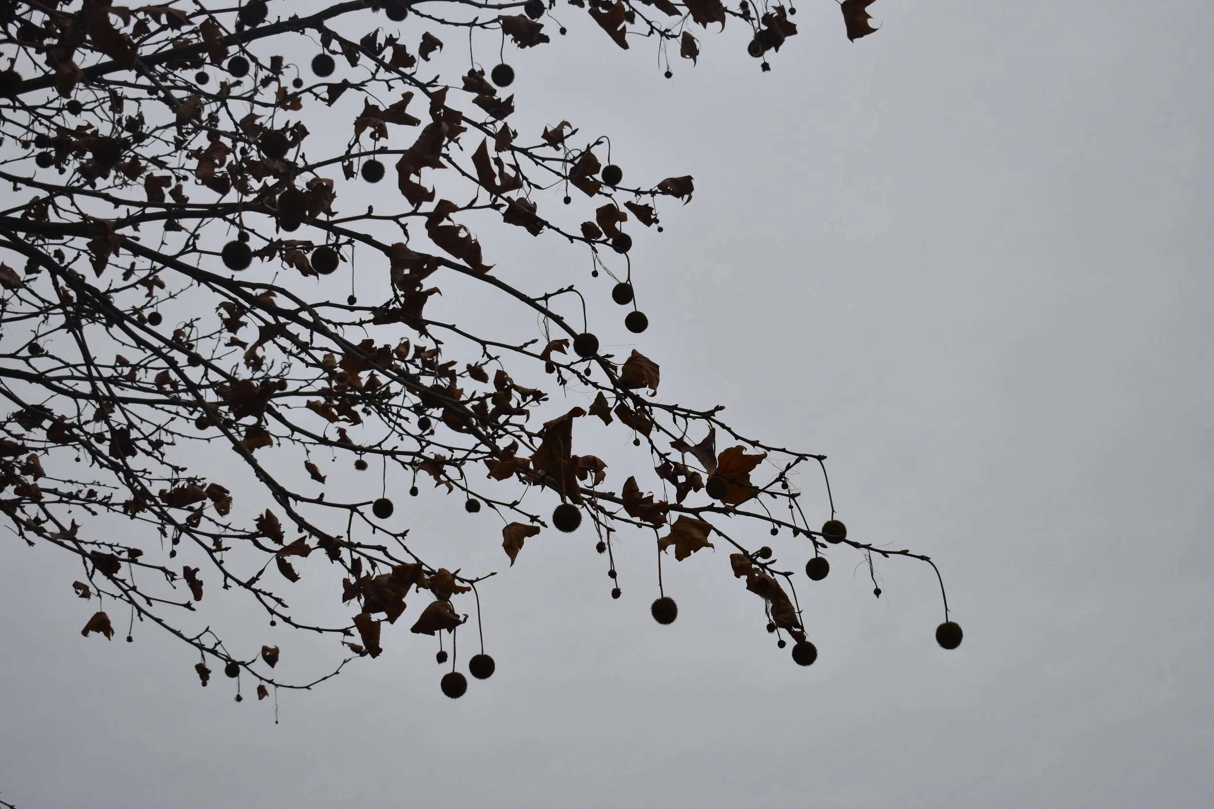 DSC_0882.jpeg