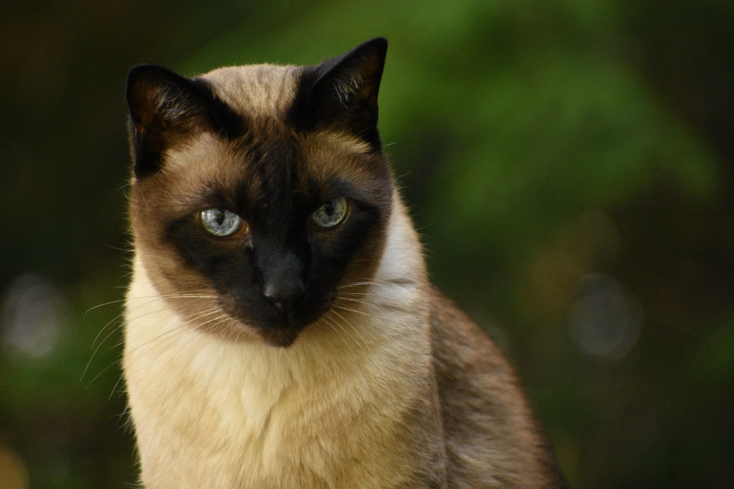 Siamese cat looks at camera