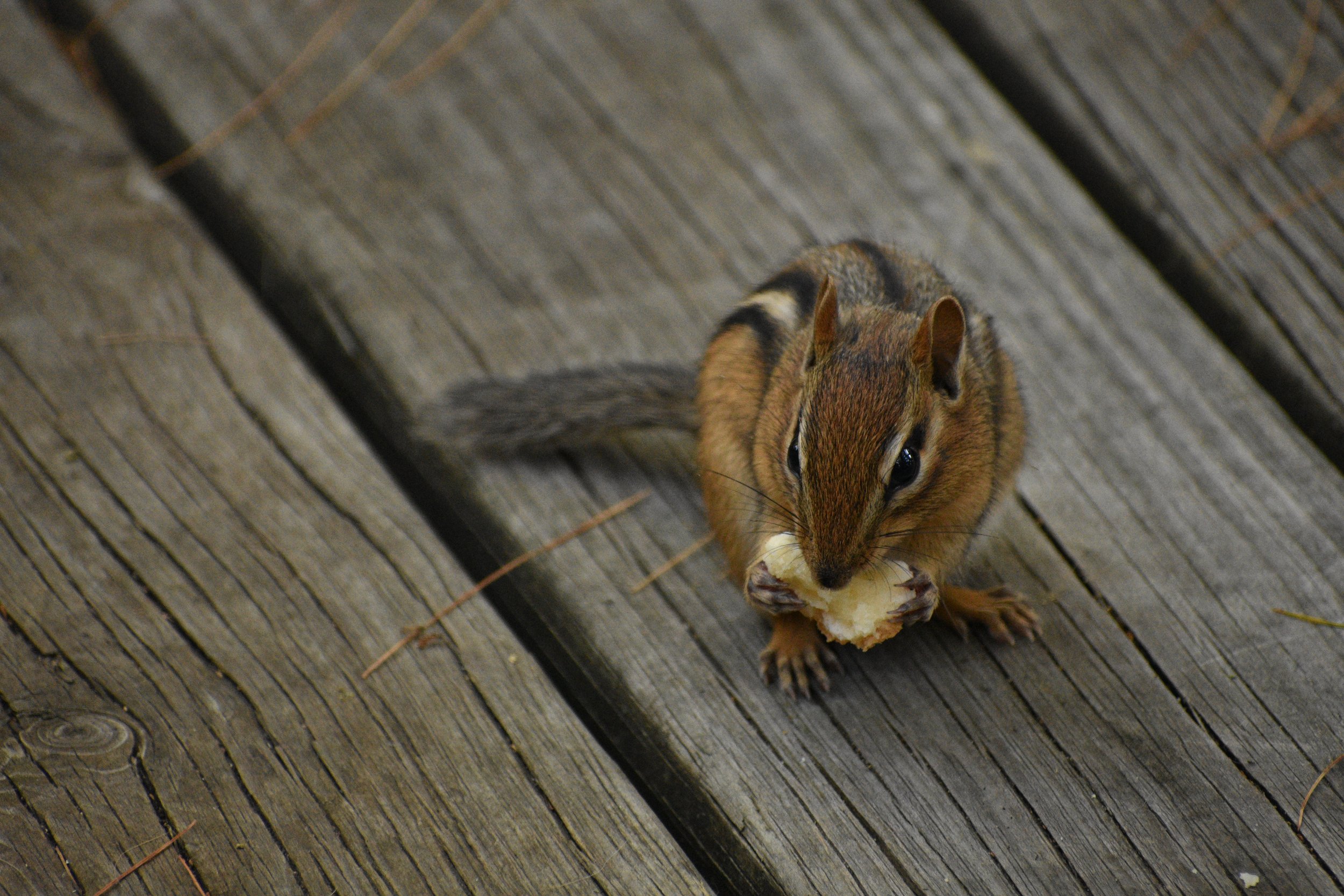 DSC_0120.jpeg
