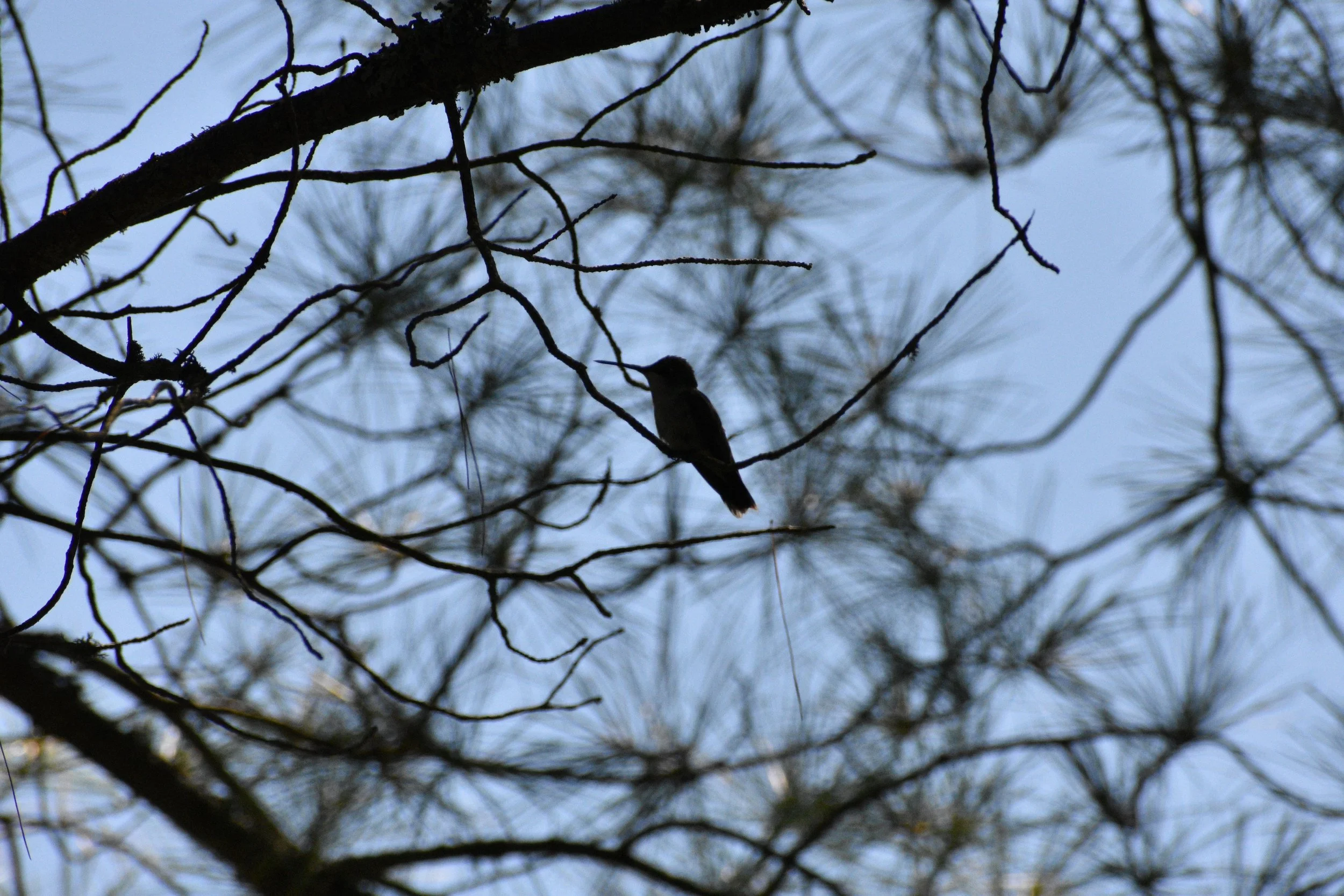 DSC_0093.jpeg
