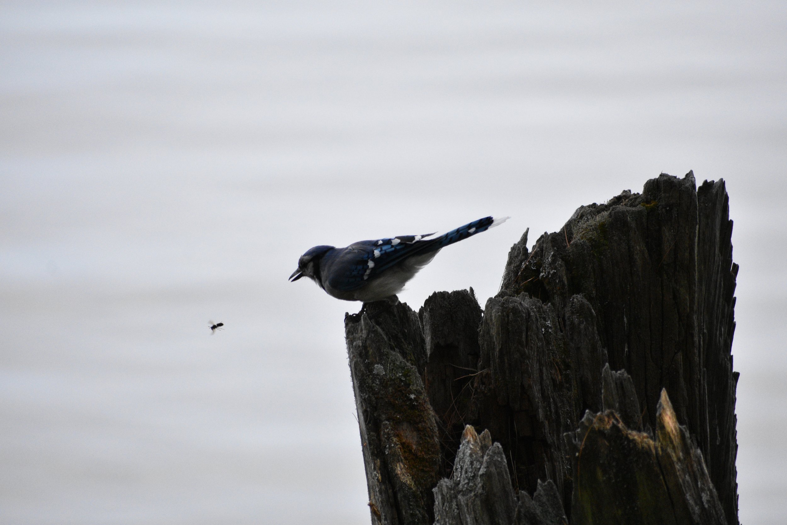 DSC_0115 2.jpeg