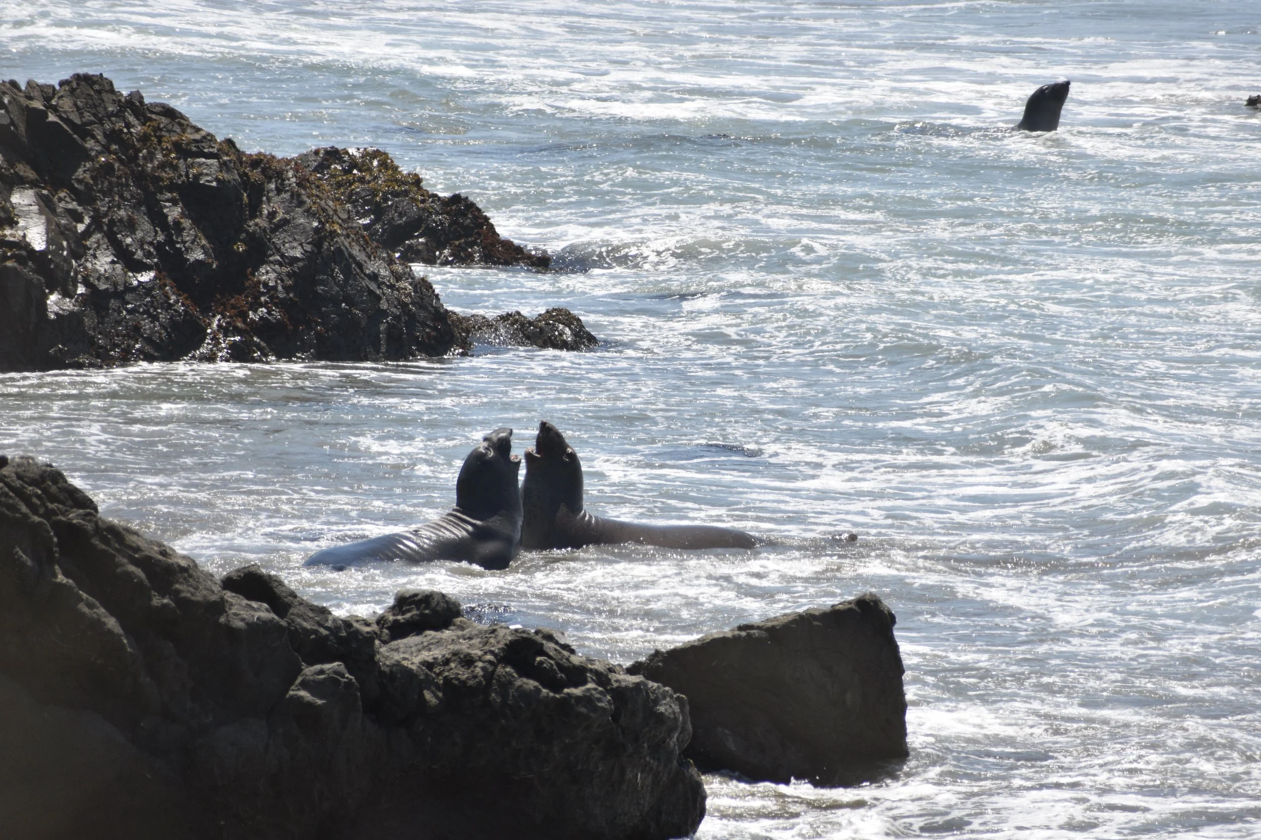 DSC_0004.jpeg