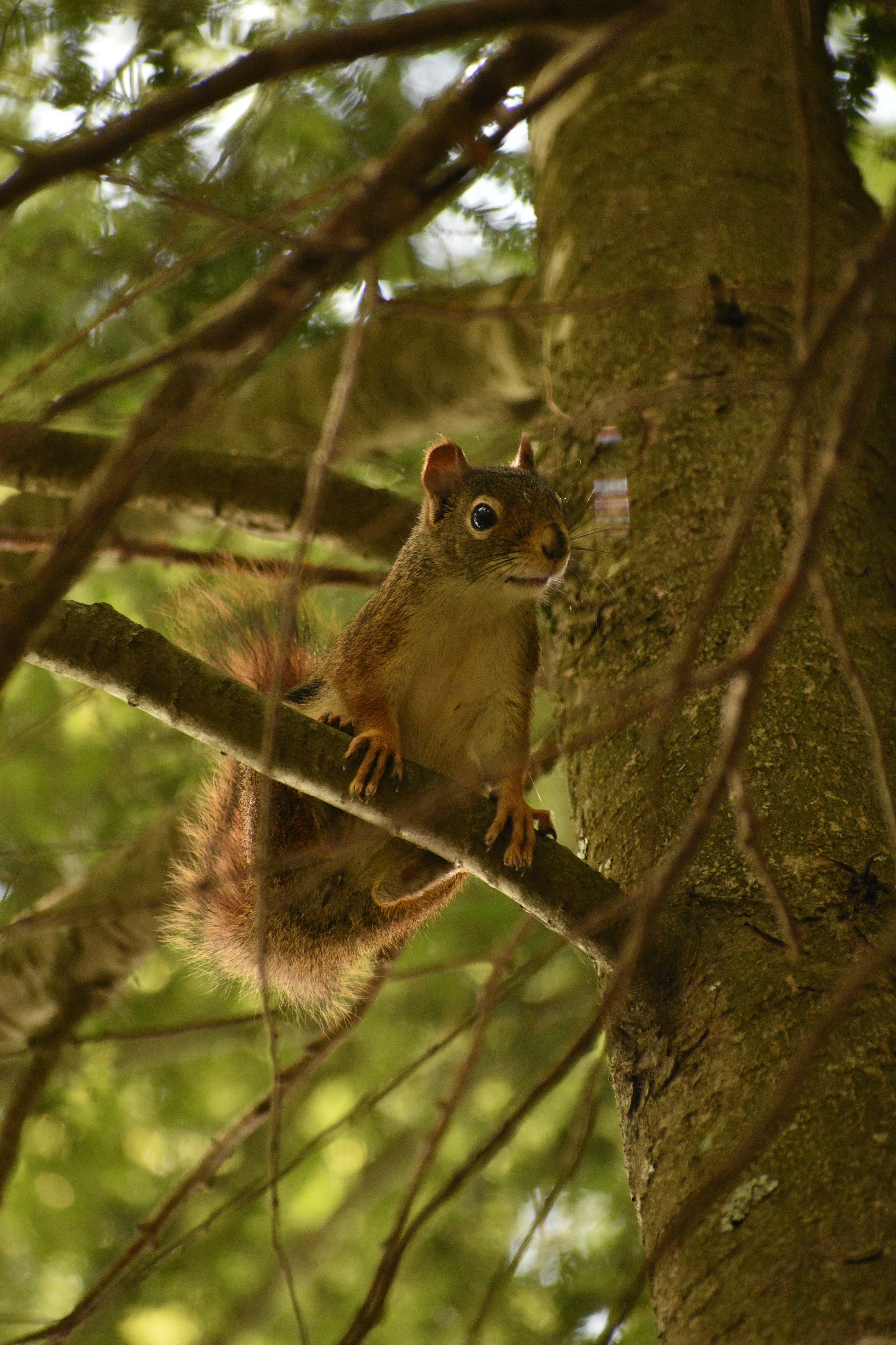 DSC_0263.jpeg