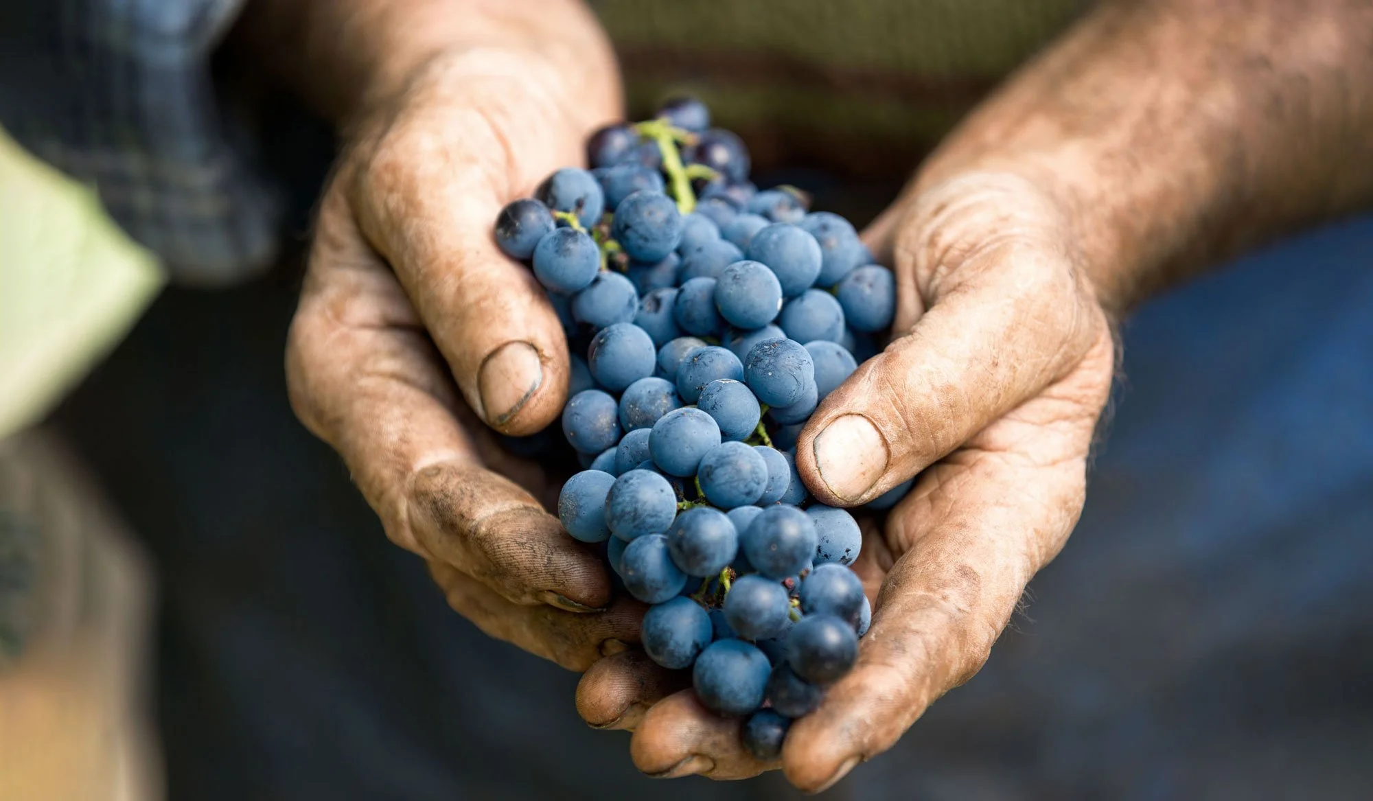 winemaker-niagara