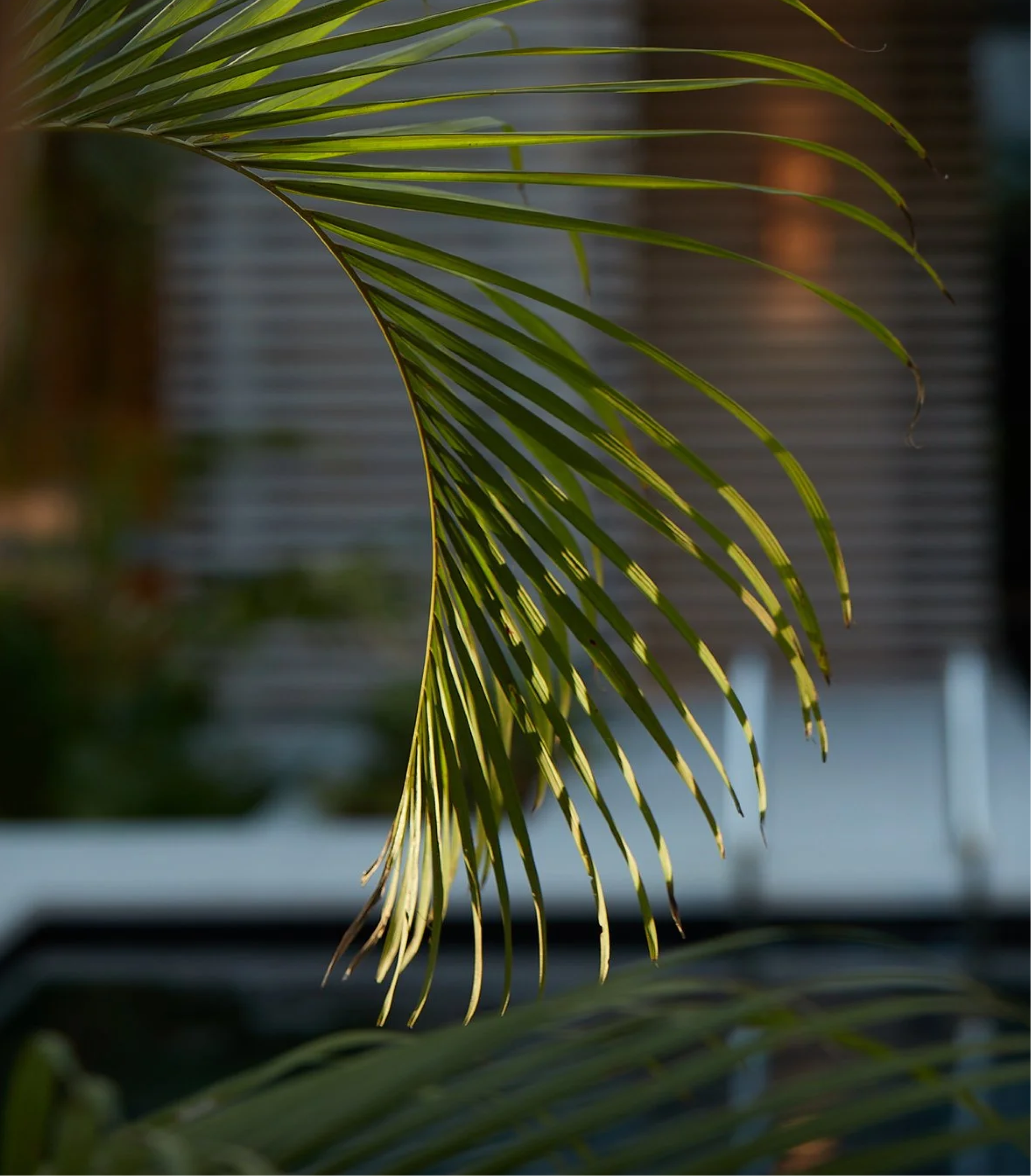 Close-up of green palm leaves with a blurred background.
