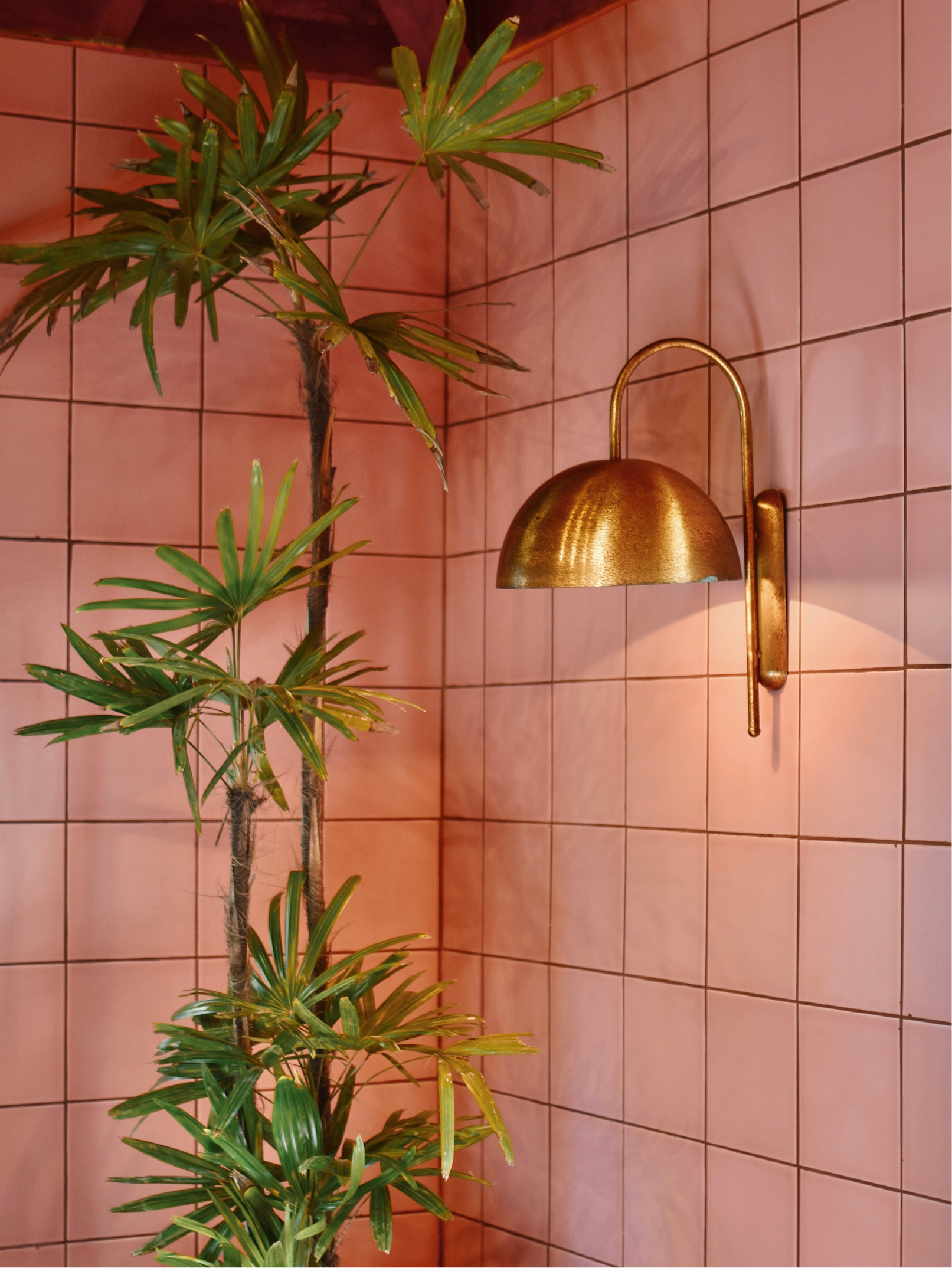 A tall houseplant with long, green, spiky leaves standing next to a pink tiled wall. A gold-colored wall-mounted lamp with a curved arm is also visible.