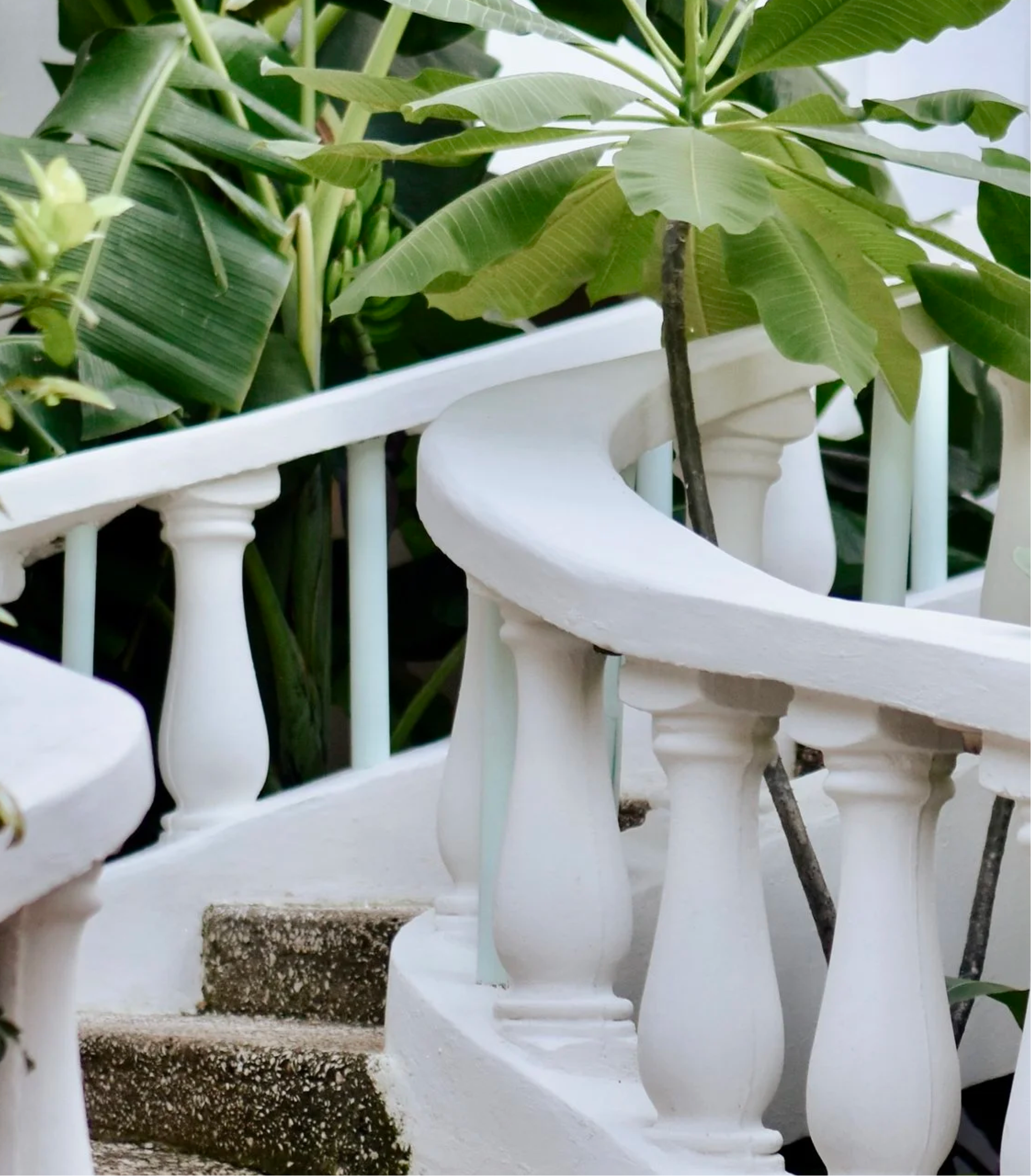 Close-up of green leaves on plants growing in white decorative pots on a white surface, with part of a white railing visible in the background.