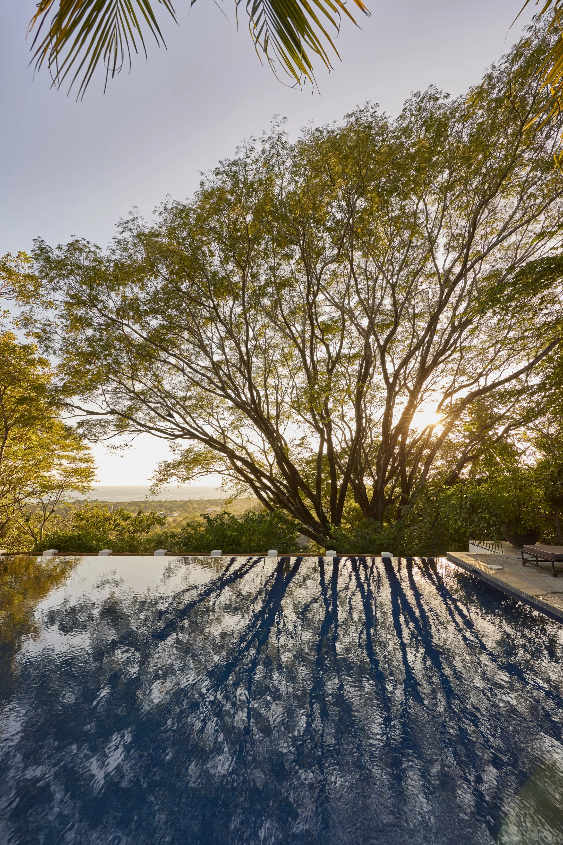 View of a large tree with a clear sky and sunlight shining behind it. Reflective swimming pool in the foreground mirrors the scene.