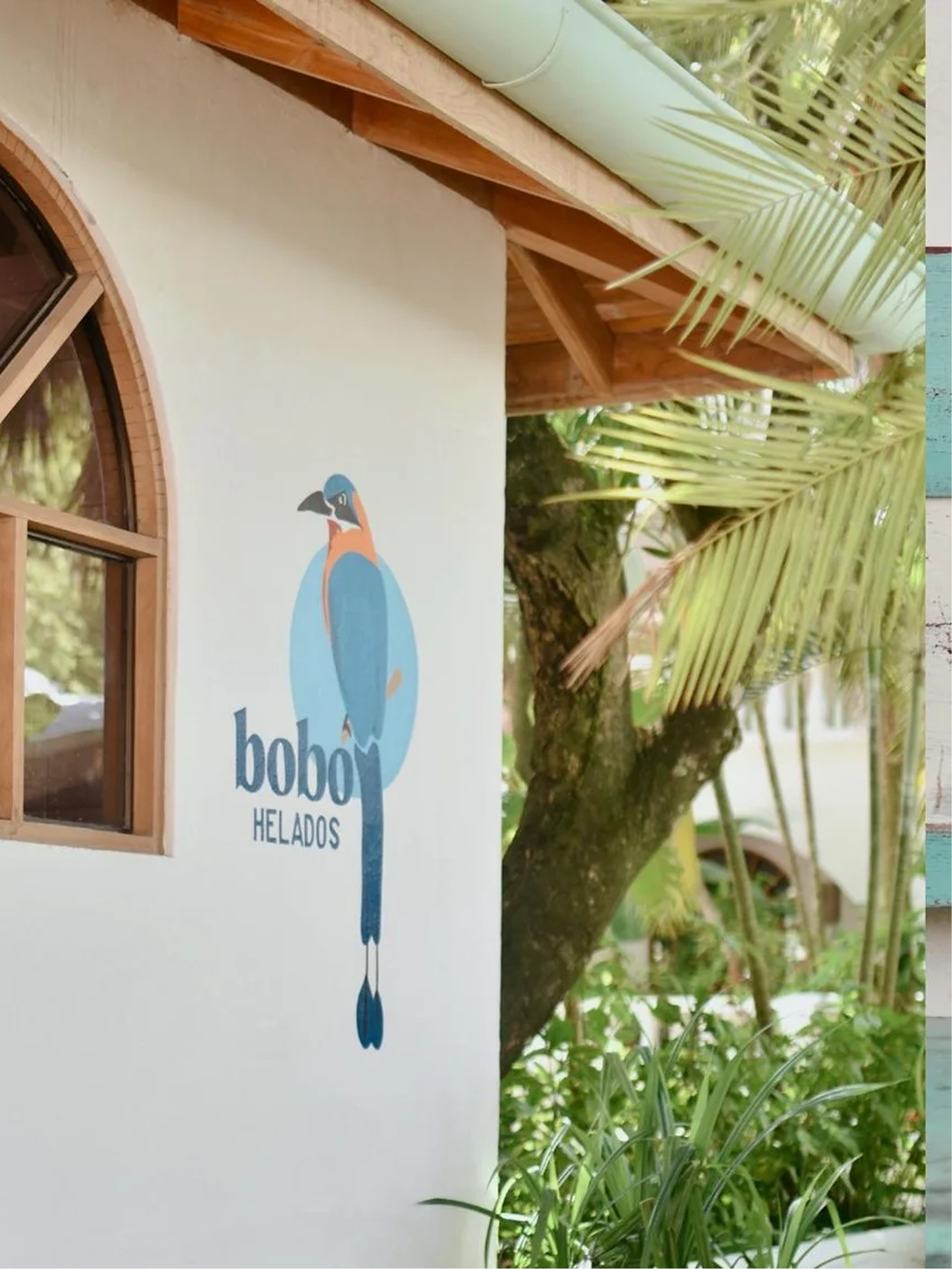 A white building with a window, a colorful peacock logo, and the words 'bobo helados' on a sign. There are green palm fronds and tree branches outside.