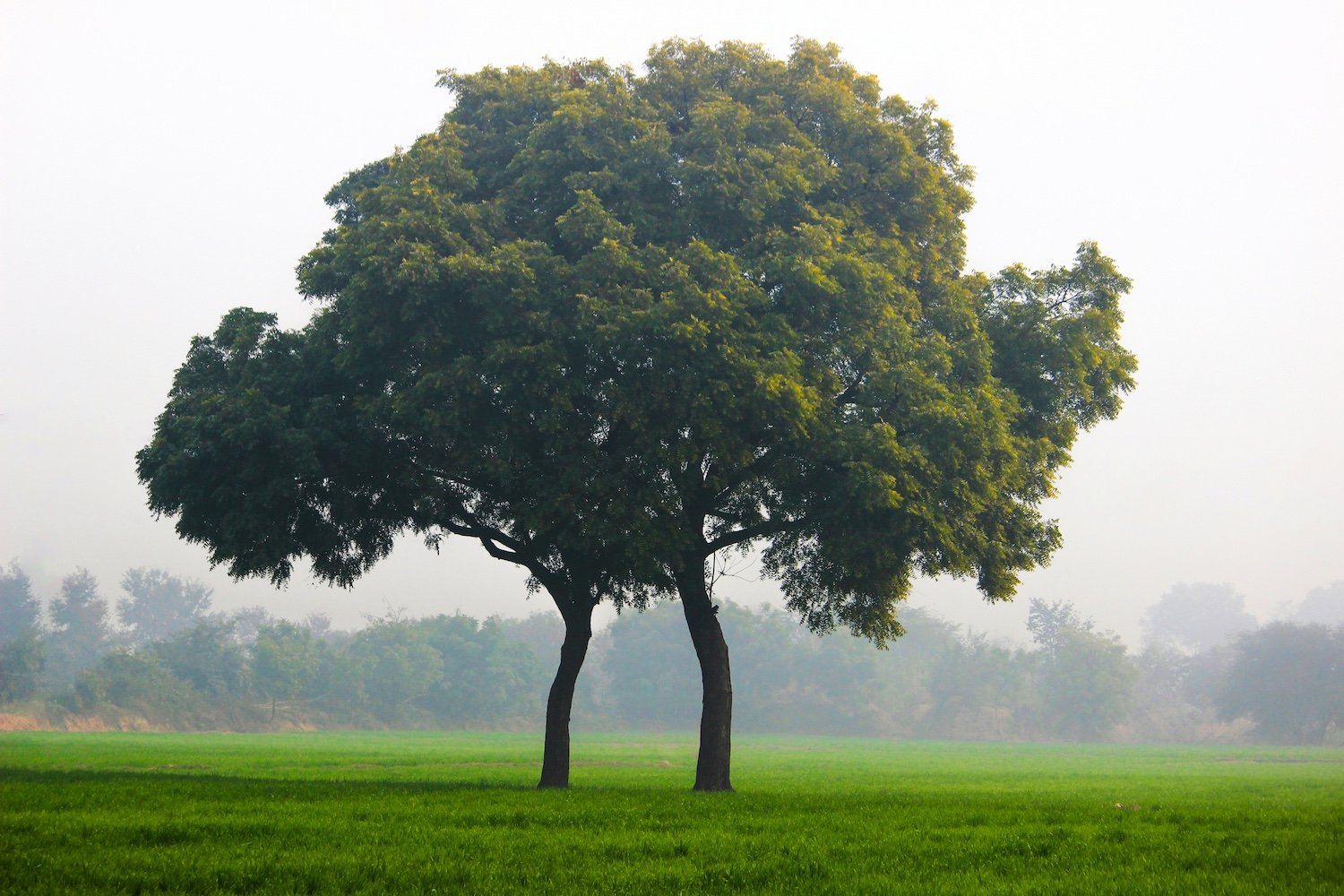 Two trees standing close together in a grassy field with a hazy background of more trees and a bright sky.