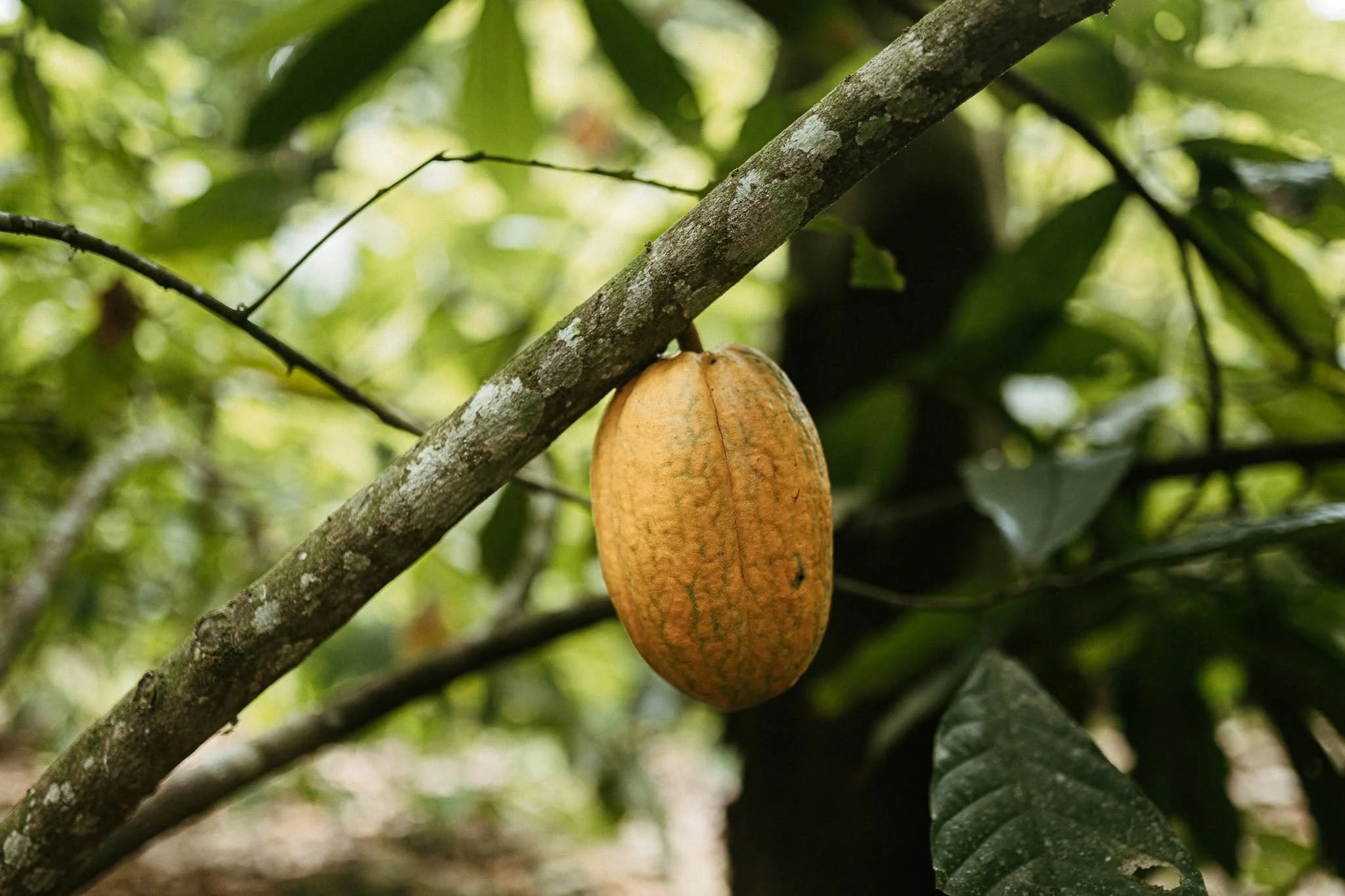 cacao-plant-belize-retreats-sattvaland.jpg
