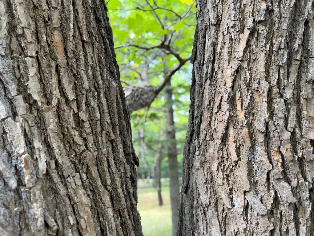 Close-up of two tree trunks with rough bark, and green leaves in the background.