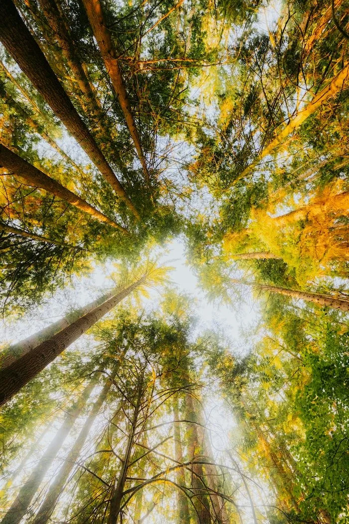 Looking up at tall trees with green and yellow leaves in a forest, with sunlight filtering through the canopy.