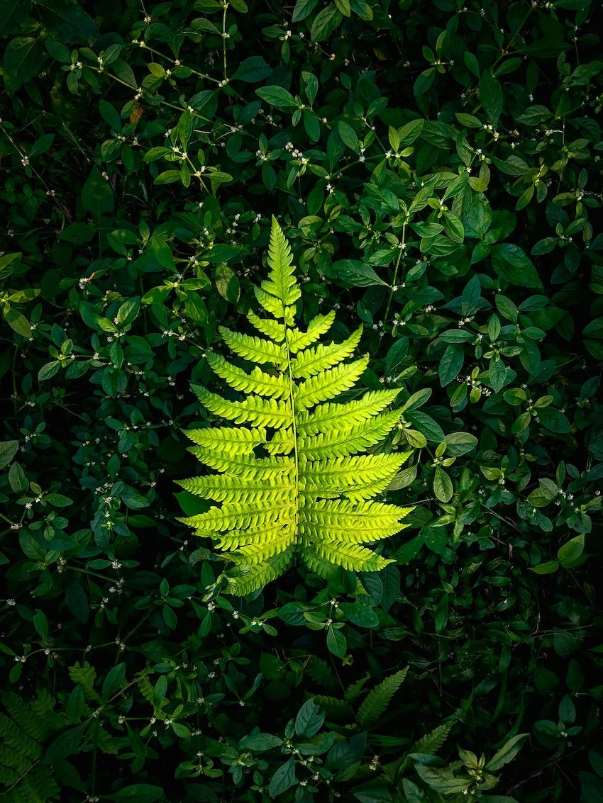 Bright green fern leaf surrounded by dark green leafy plants.