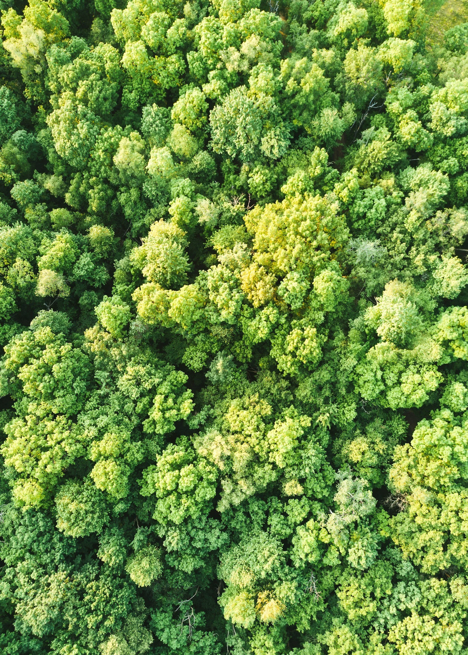 An aerial view of a dense green forest with a variety of trees.