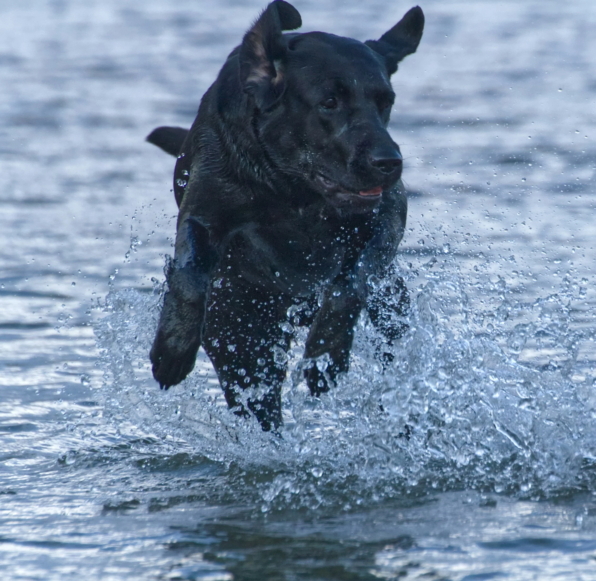 Black dog swimming in water.
