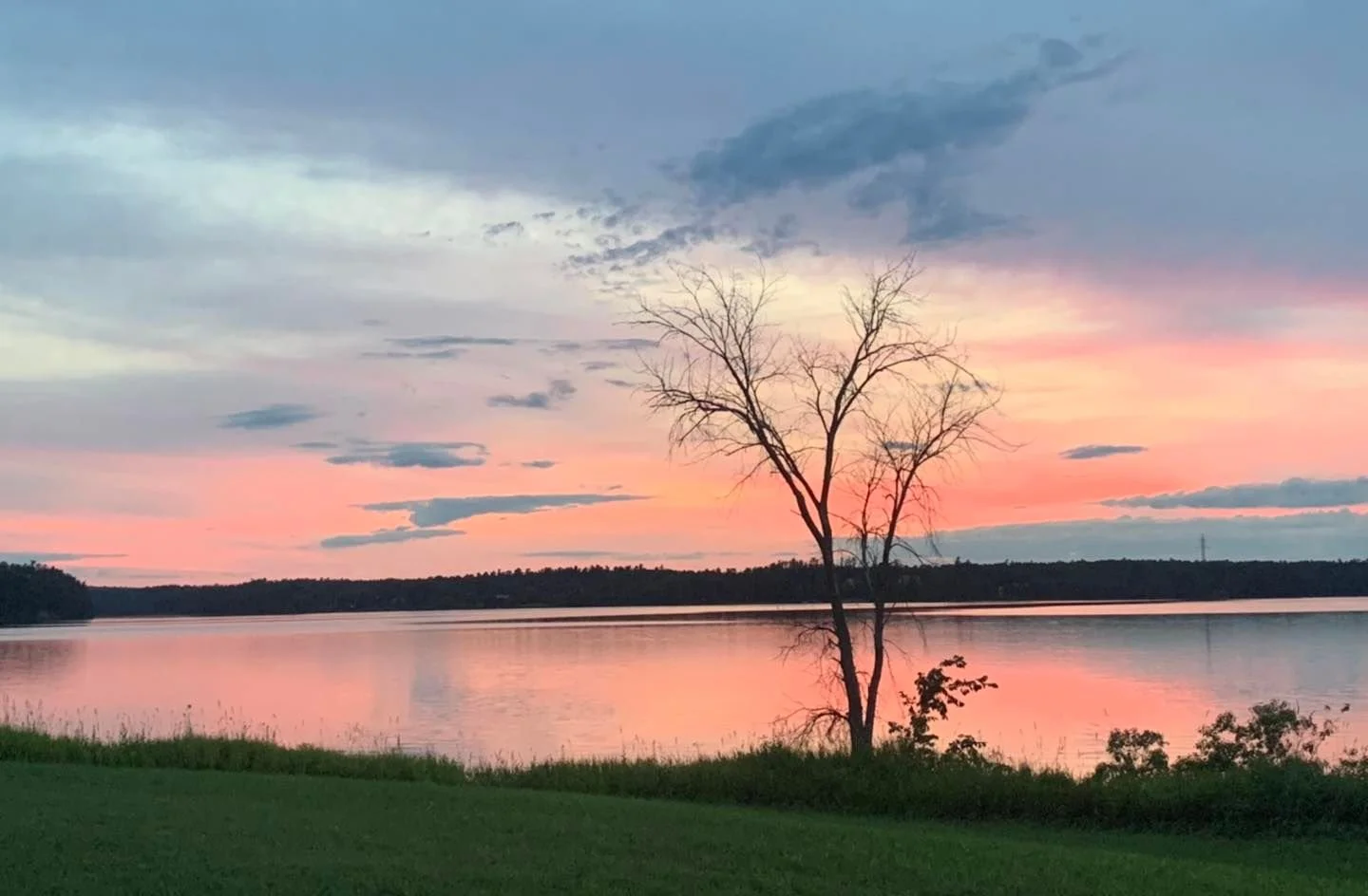 A peaceful lakeside scene at sunset with a pink and blue sky, a resting leafless tree by the water's edge, green grass in the foreground, and a distant tree line.