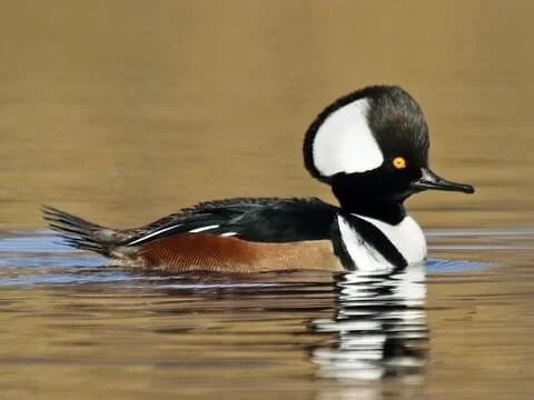 A male hooded merganser duck swimming in water.