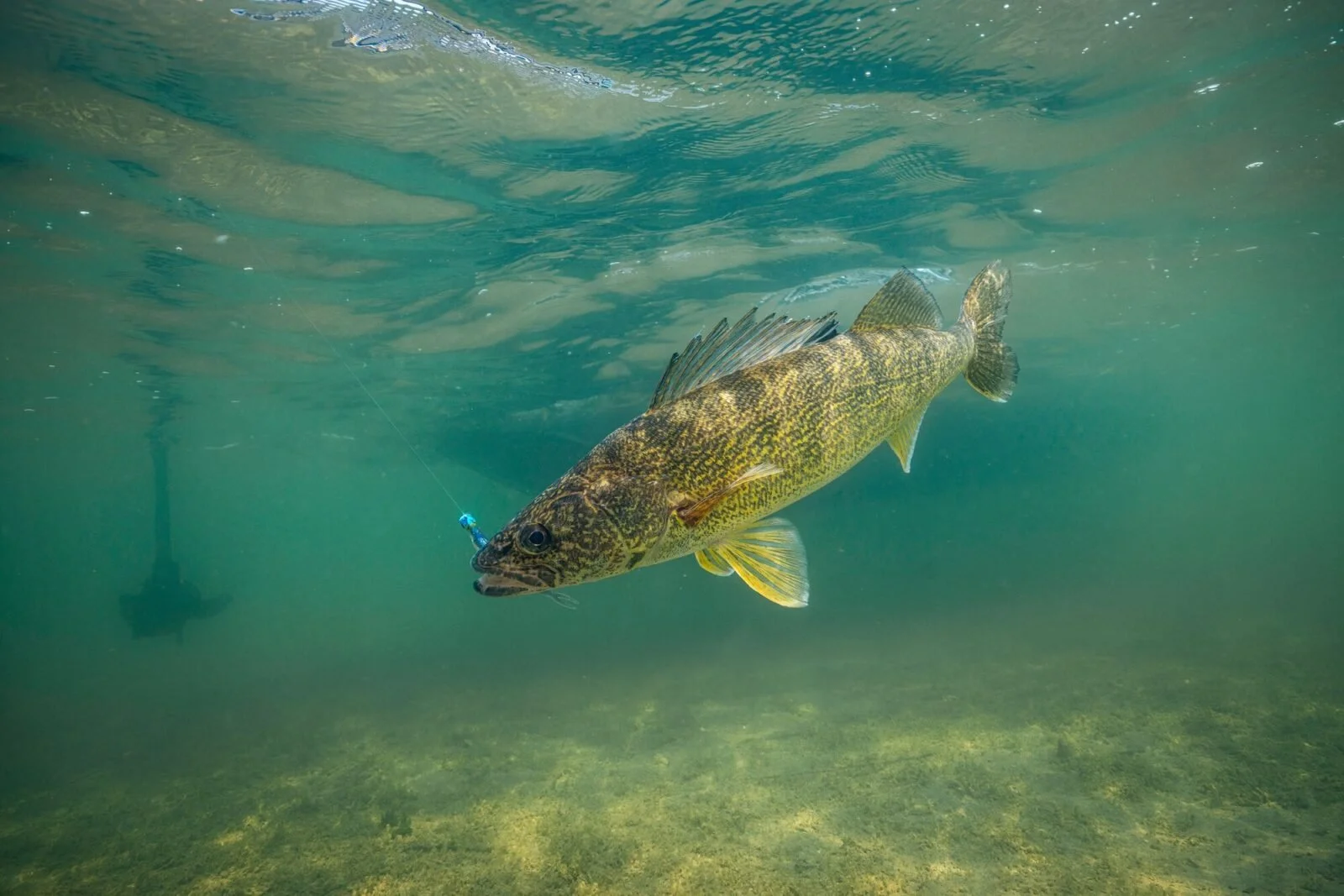 A fish swimming underwater, attached to a fishing line with a lure in its mouth.