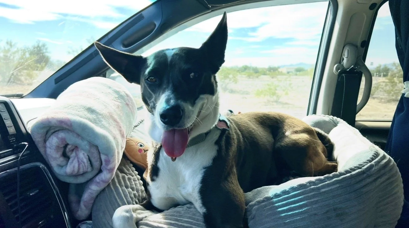 A happy black and white dog sitting on a bed in a vehicle's dashboard area, with its tongue out, during a road trip in a desert landscape.