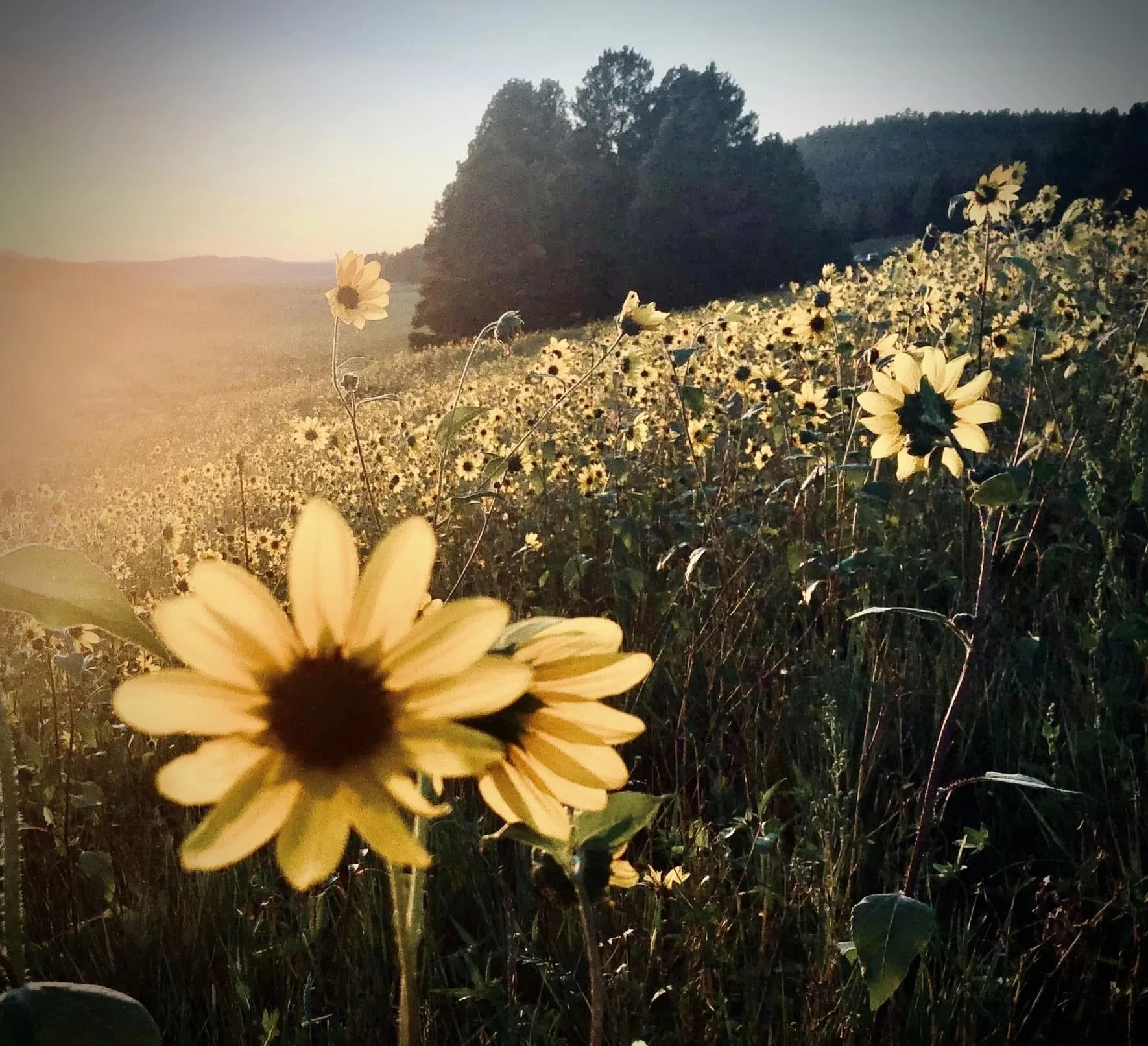 A field of yellow and black flowers at sunset with trees and hills in the background.