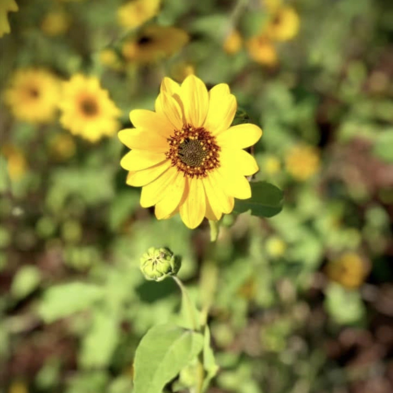 A yellow flower in bloom with a dark center, surrounded by greenery and several other blurred yellow flowers in the background.