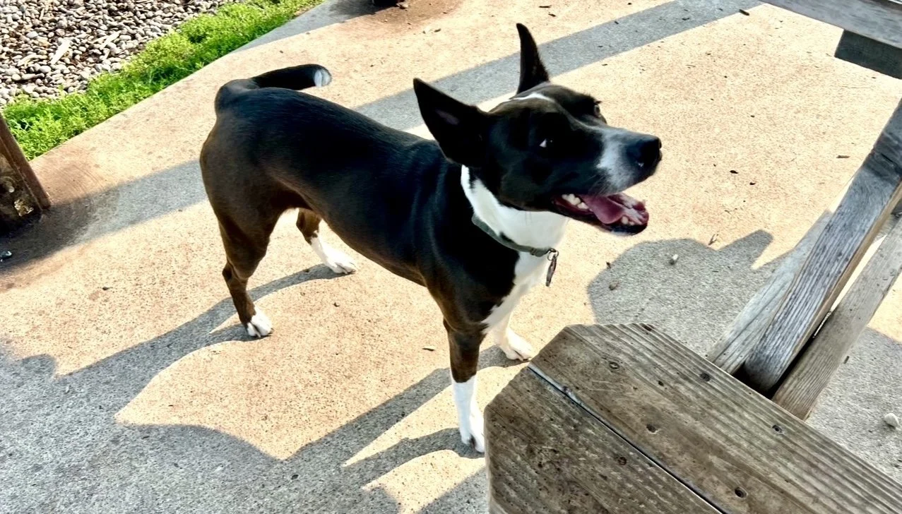 A happy black and white dog standing outdoors on a concrete surface, next to a wooden bench, with grass and a gravel area nearby.