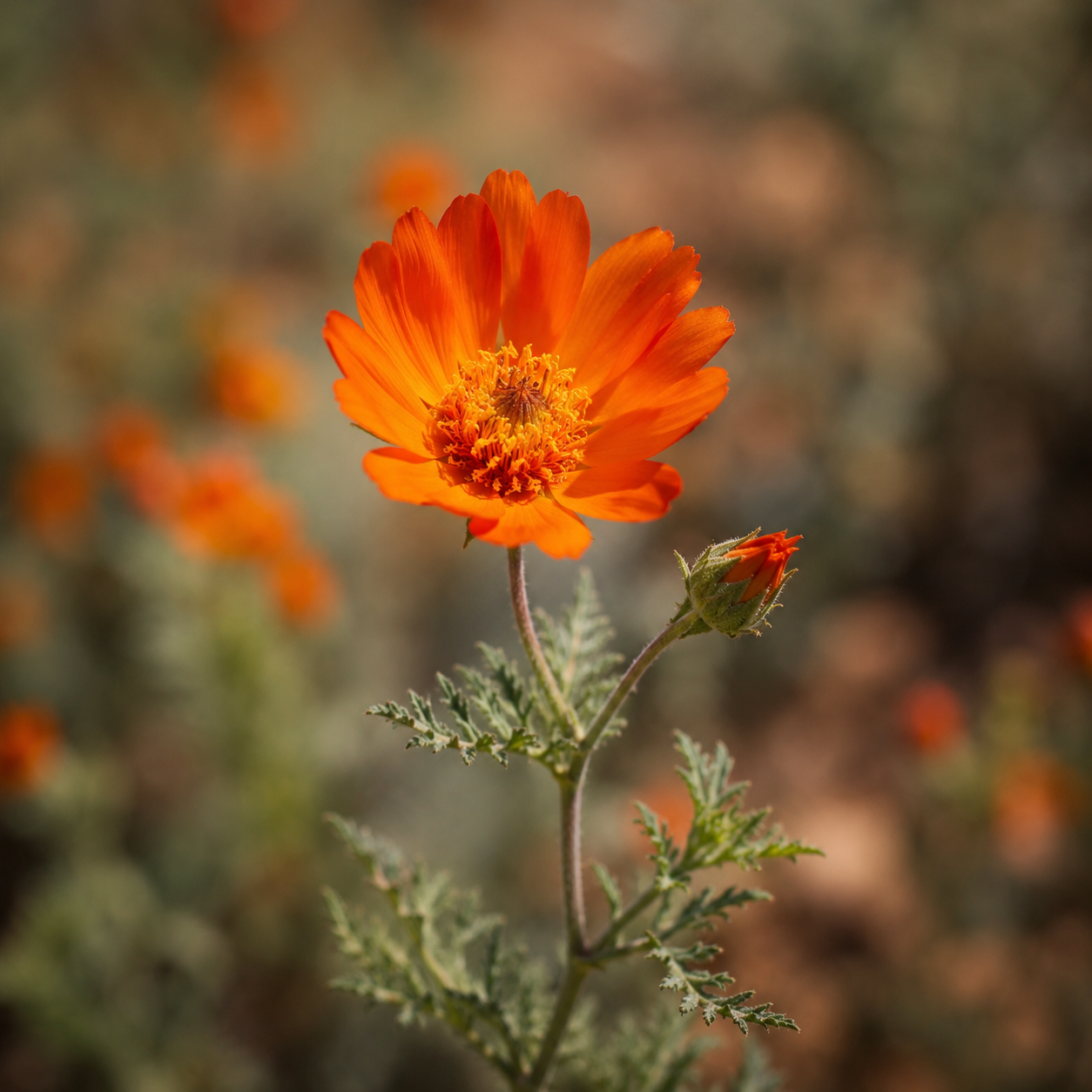 Orange wildflower symbolizing life coaching, personal development, and positive change by Autumn Jerumbo.