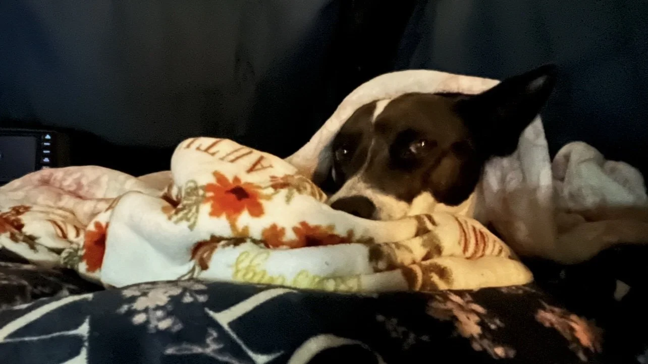 A black and white dog resting on a bed, partially covered with a floral blanket.