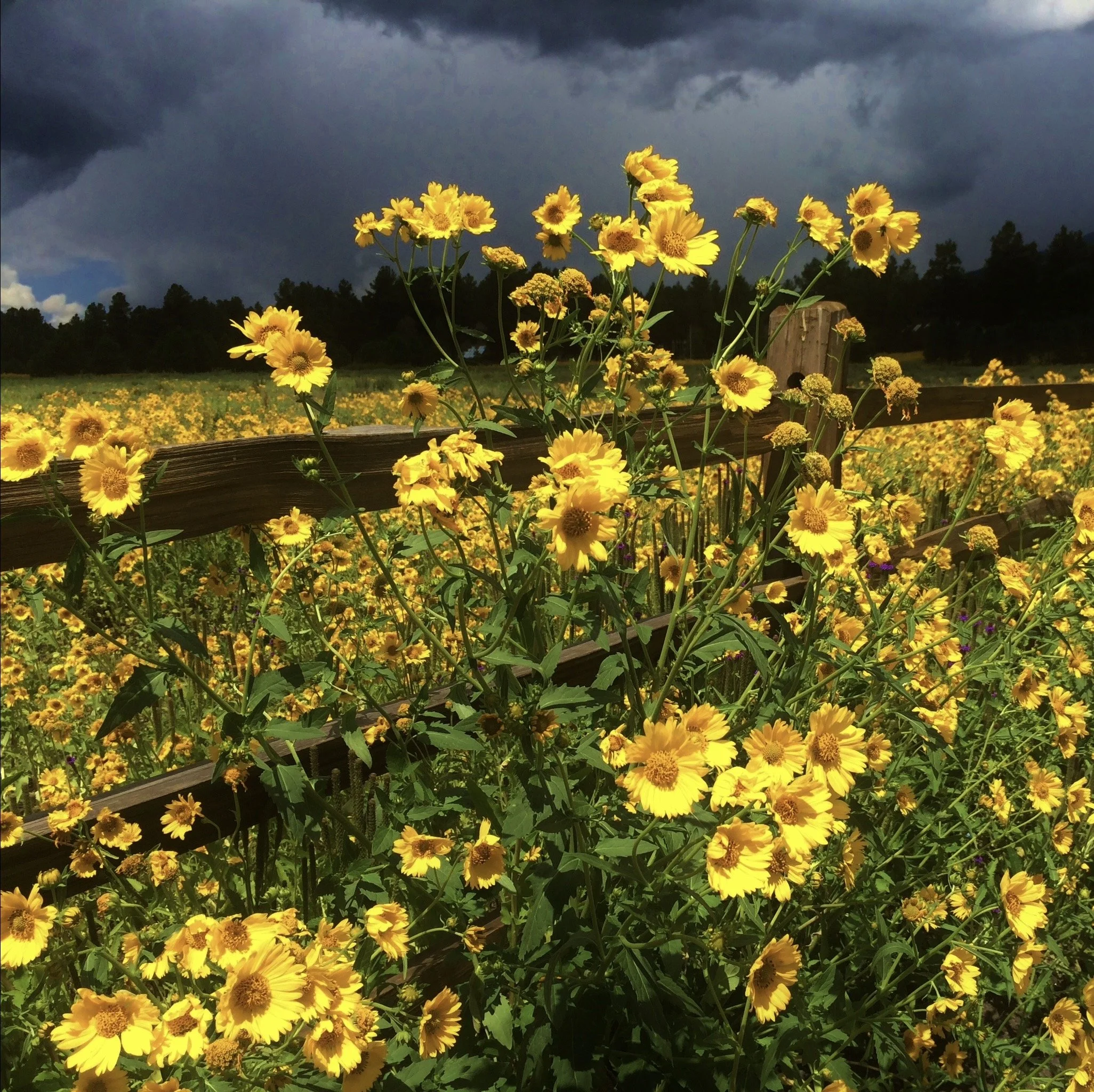 A large field of yellow flowers with dark storm clouds overhead and a partly cloudy sky in the background, bordered by a wooden fence.