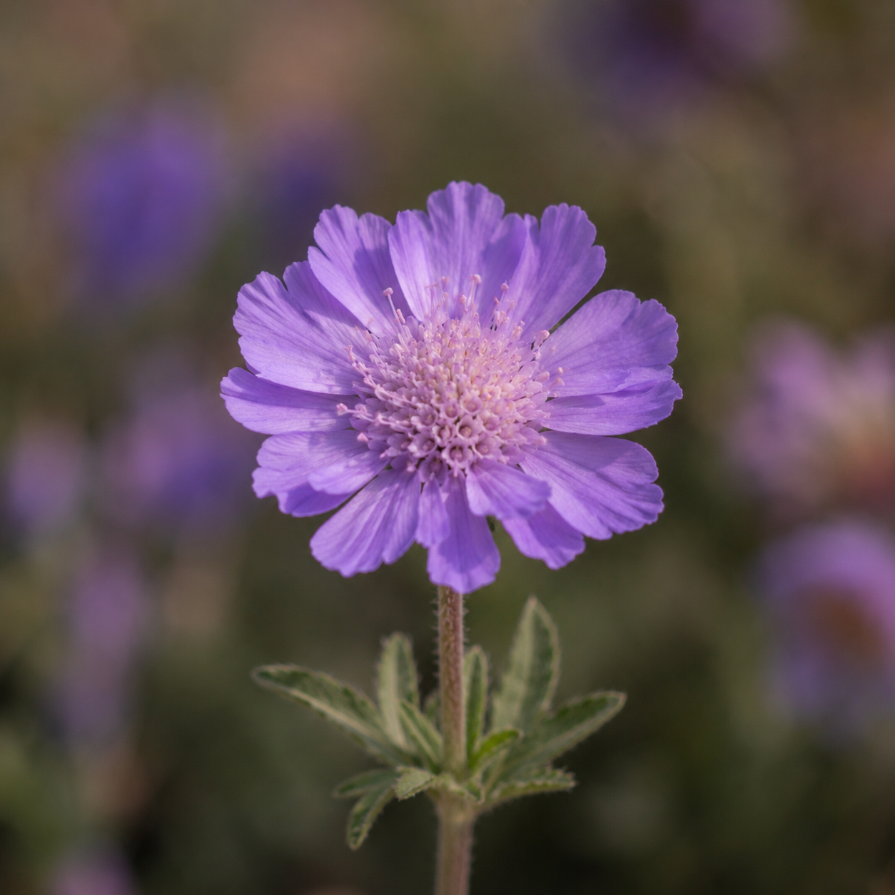 Purple wildflower representing nomadic coaching and consulting for people wishing to start life on the road.  Describes Autumn’s Jerumbo’s nomadic background.