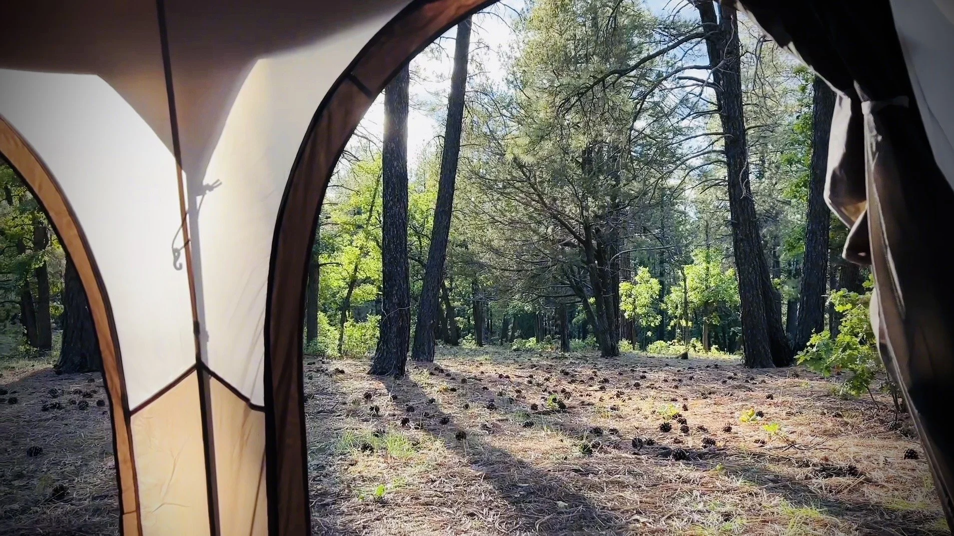 Camp tent located in a forest with trees and greenery visible through the tent opening.