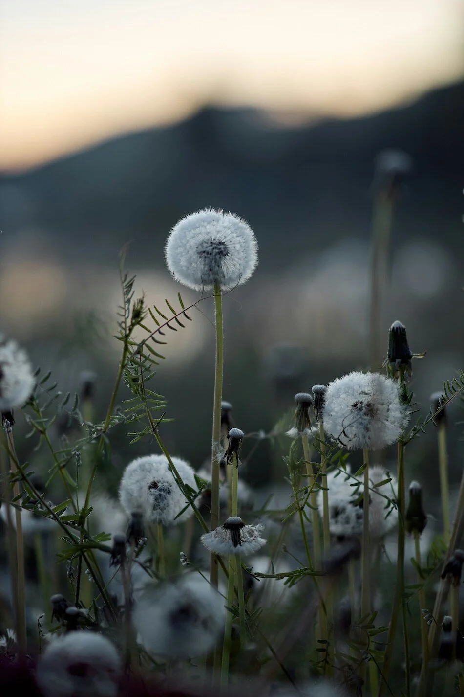 Close-up of dandelions with fluffy seed heads in a field during sunset, with a blurred mountain background.