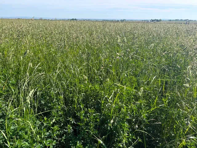 Alfalfa Grass Hay