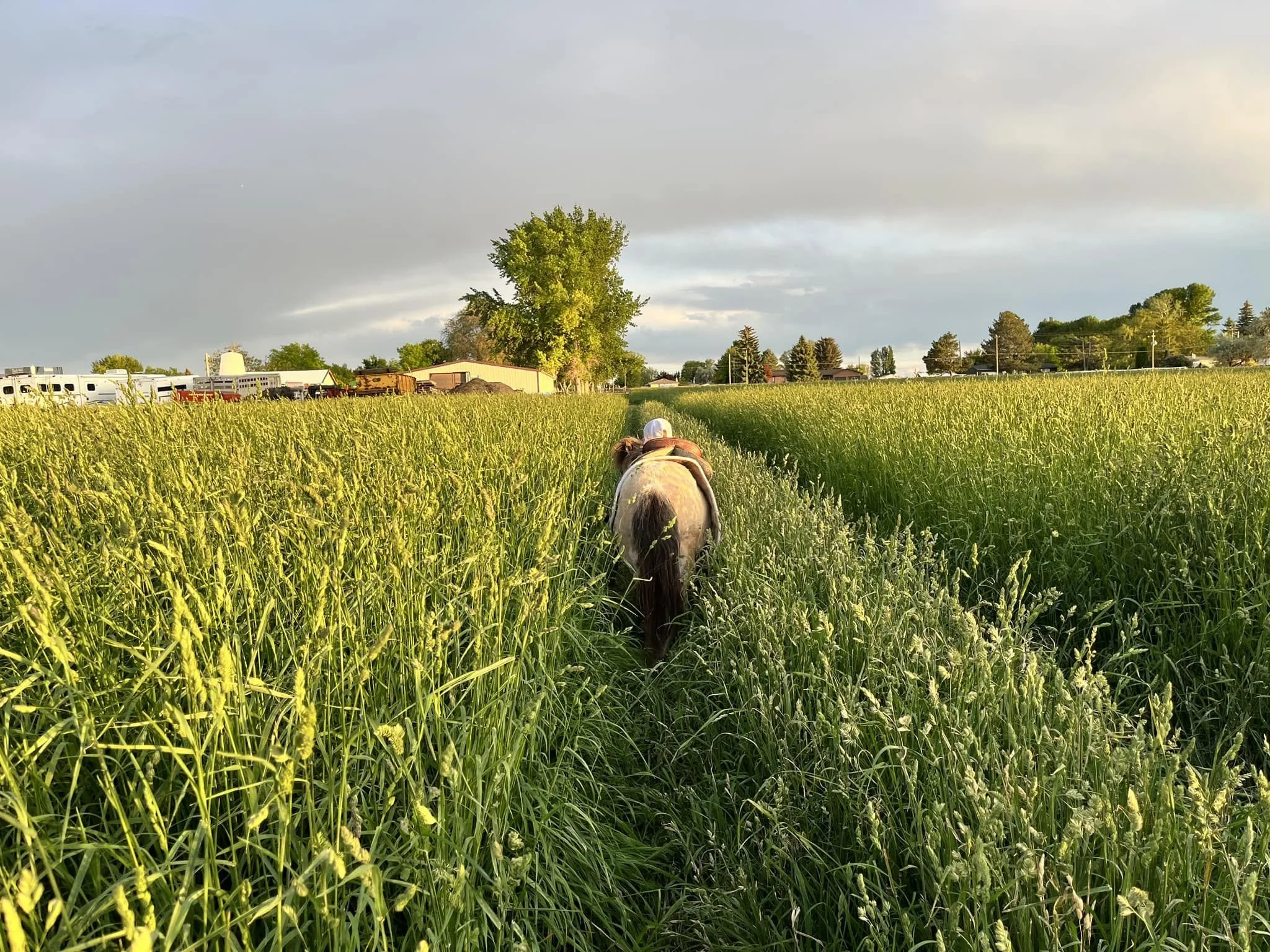 Grass Hay