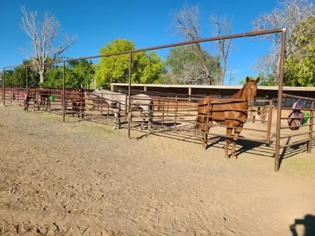 A group of horses inside a fenced area on a farm with trees and a clear blue sky in the background.