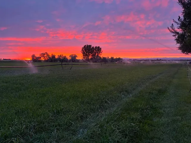 Farm field with irrigation sprinklers at sunset, pink and purple sky, trees in the distance, and lush green grass.