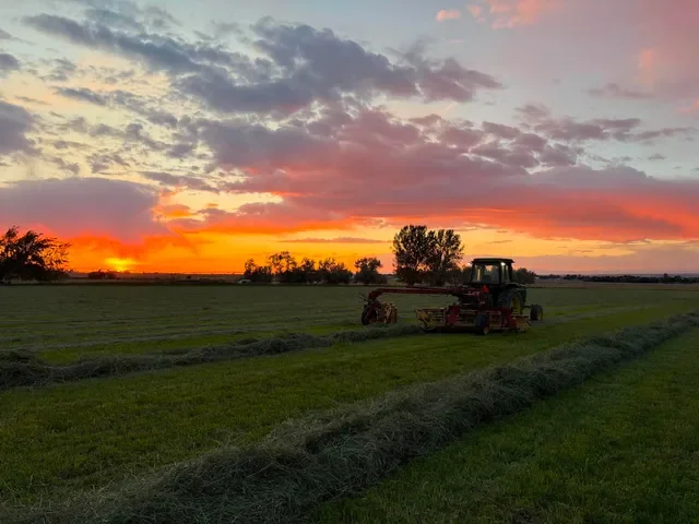 A tractor in a field at sunset with hay being raked and rolled into rows.