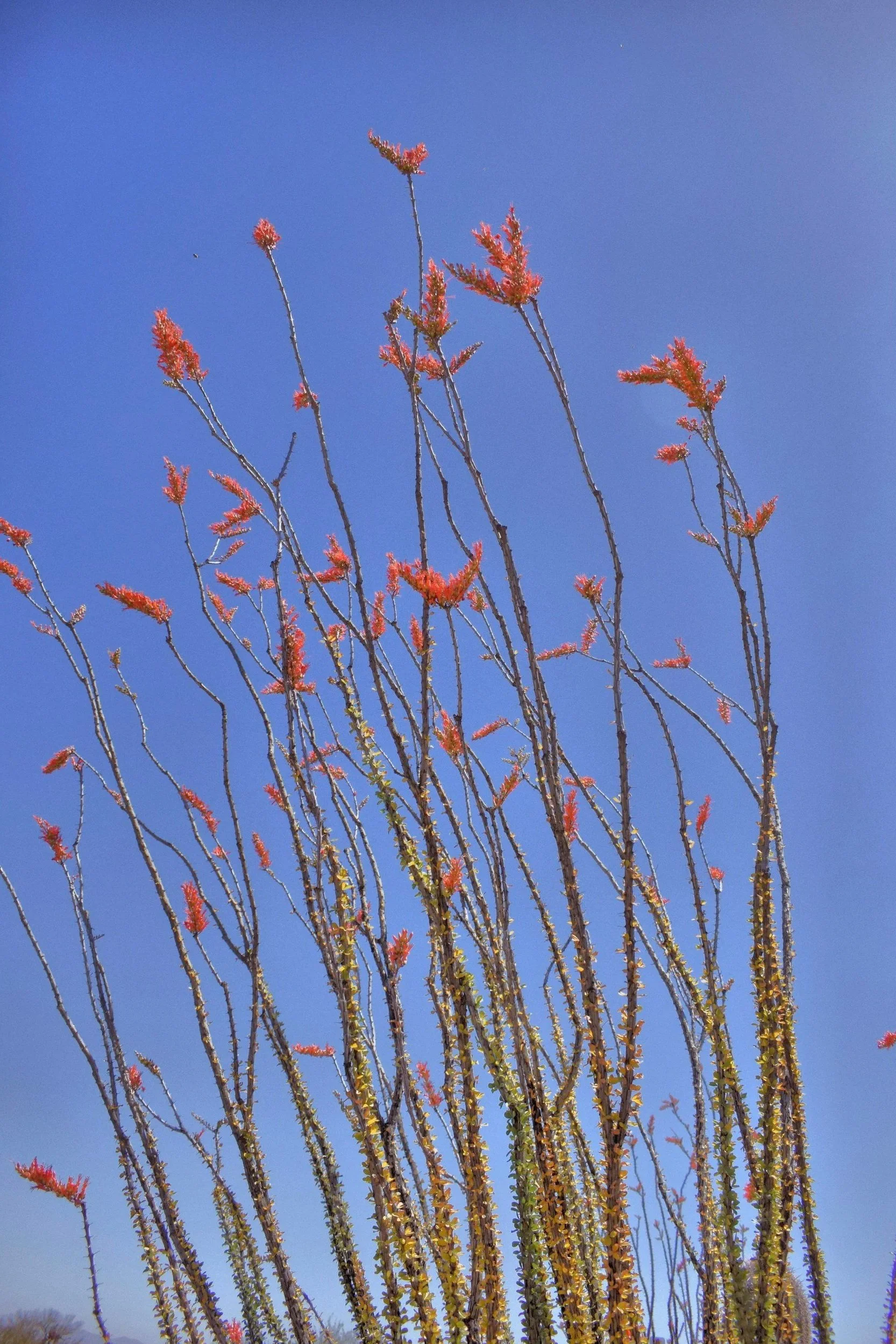 Tall desert cactus with red flowers and slender branches against a clear blue sky.