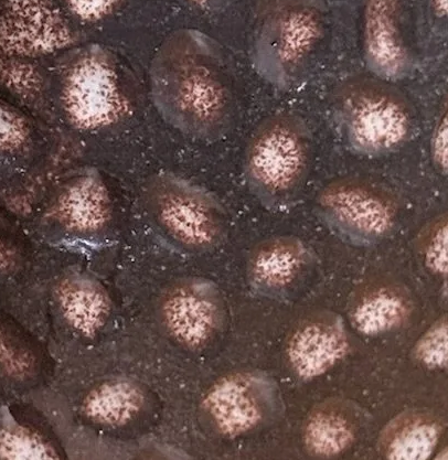 Close-up of details of a mug made from black clay with off-white glaze.