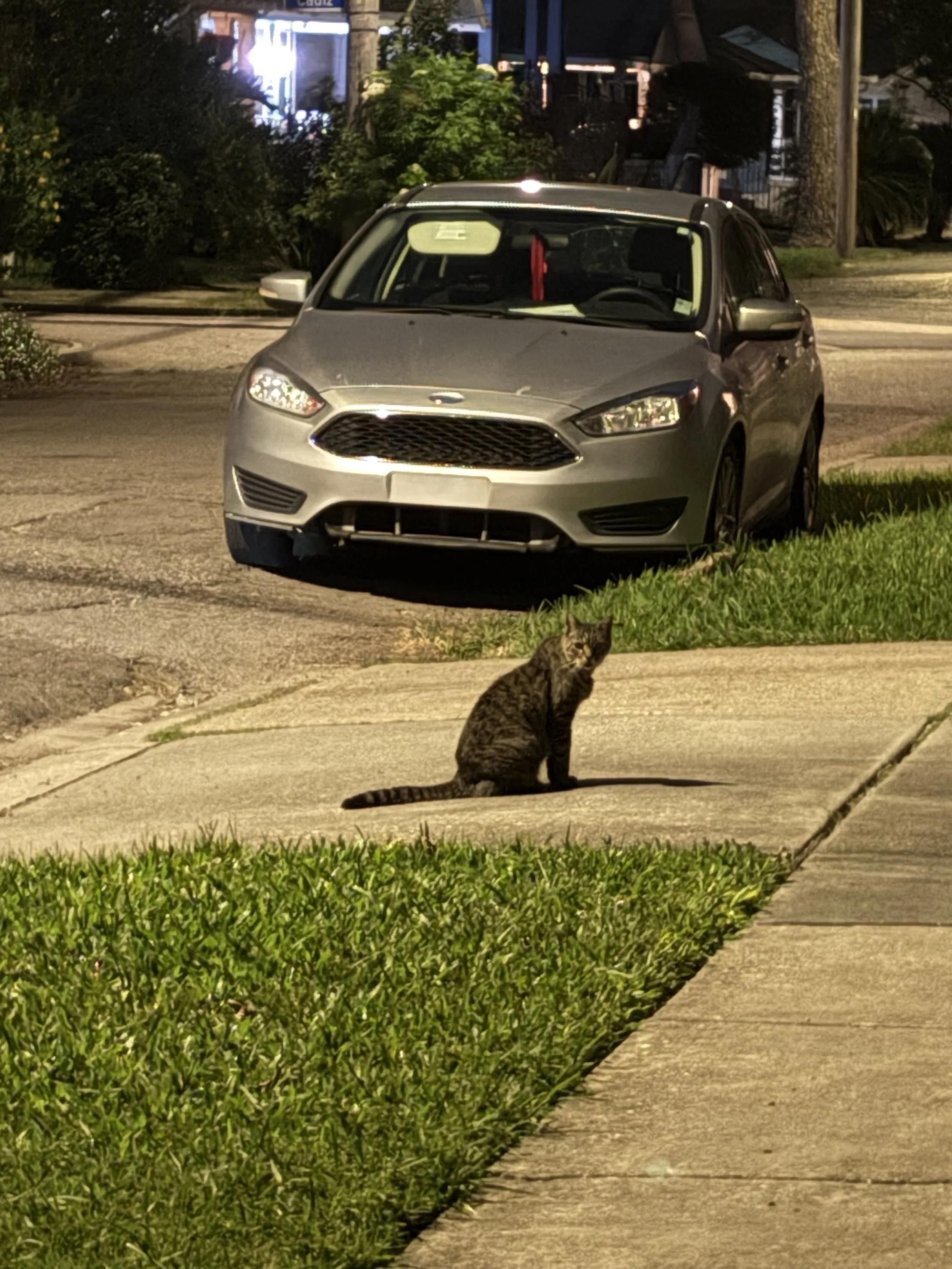 cat.jpg