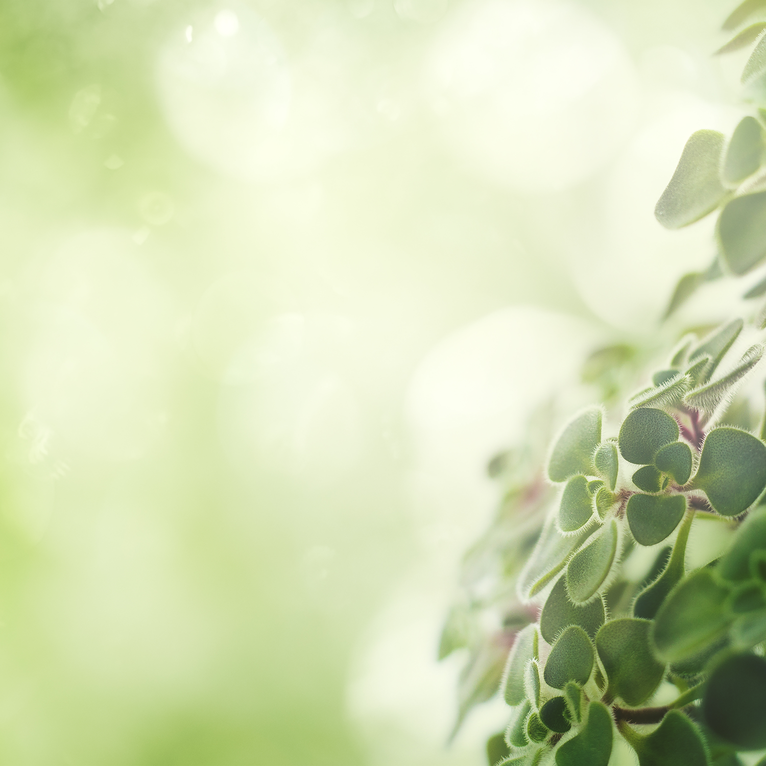 Close-up of small green leaves on a plant with a blurred green background.